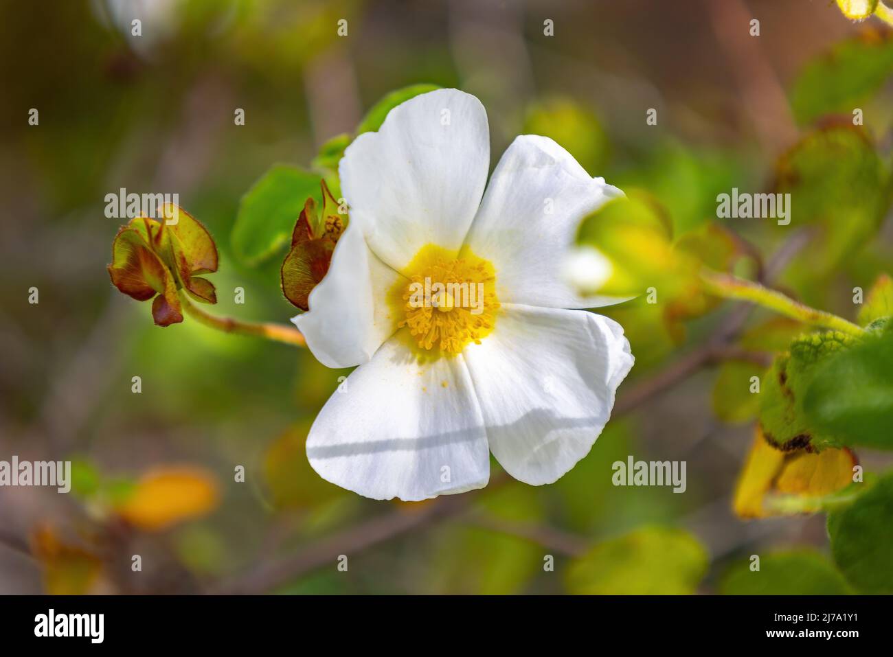 Cistus salviifolius, gebräuchliche Namen Salbei-leaved Rock-Rose, Salvia cistus oder Gallipoli Rose, ist ein Strauch der Familie Cistaceae. Stockfoto