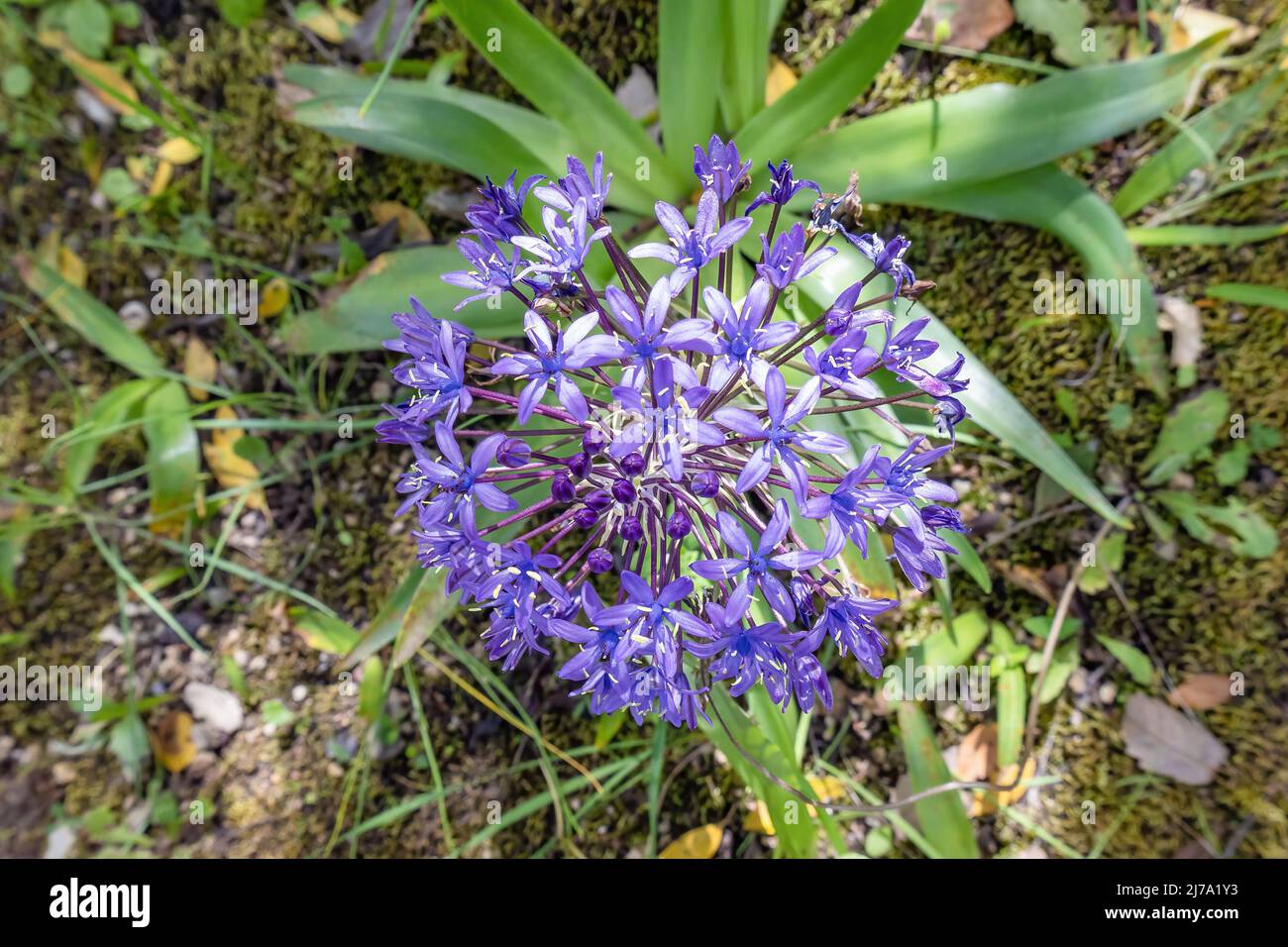 Blau - violette Blüten von Oncostema peruviana, peruanischer Jazinthe, Scilla peruviana, der portugiesische Tintenkeller, ist eine im Westen heimische Art von Scilla Stockfoto