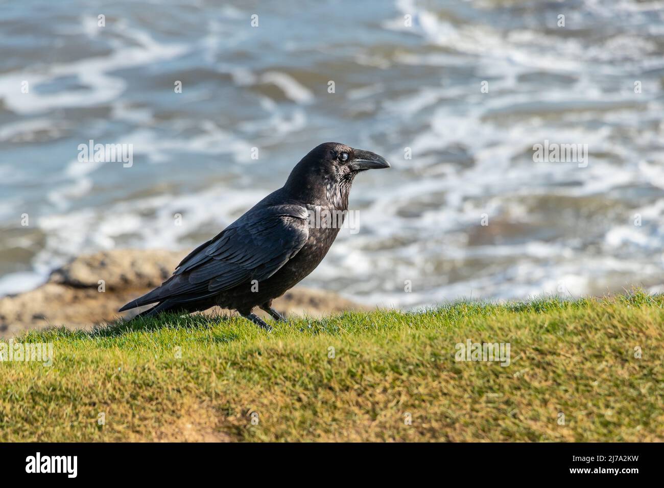 Krähe oder Rabe auf Gras mit verschwommenem Meer im Hintergrund Stockfoto
