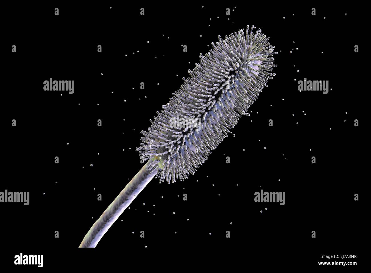 Aspergillus clavatus Schimmelpilz, Illustration Stockfoto