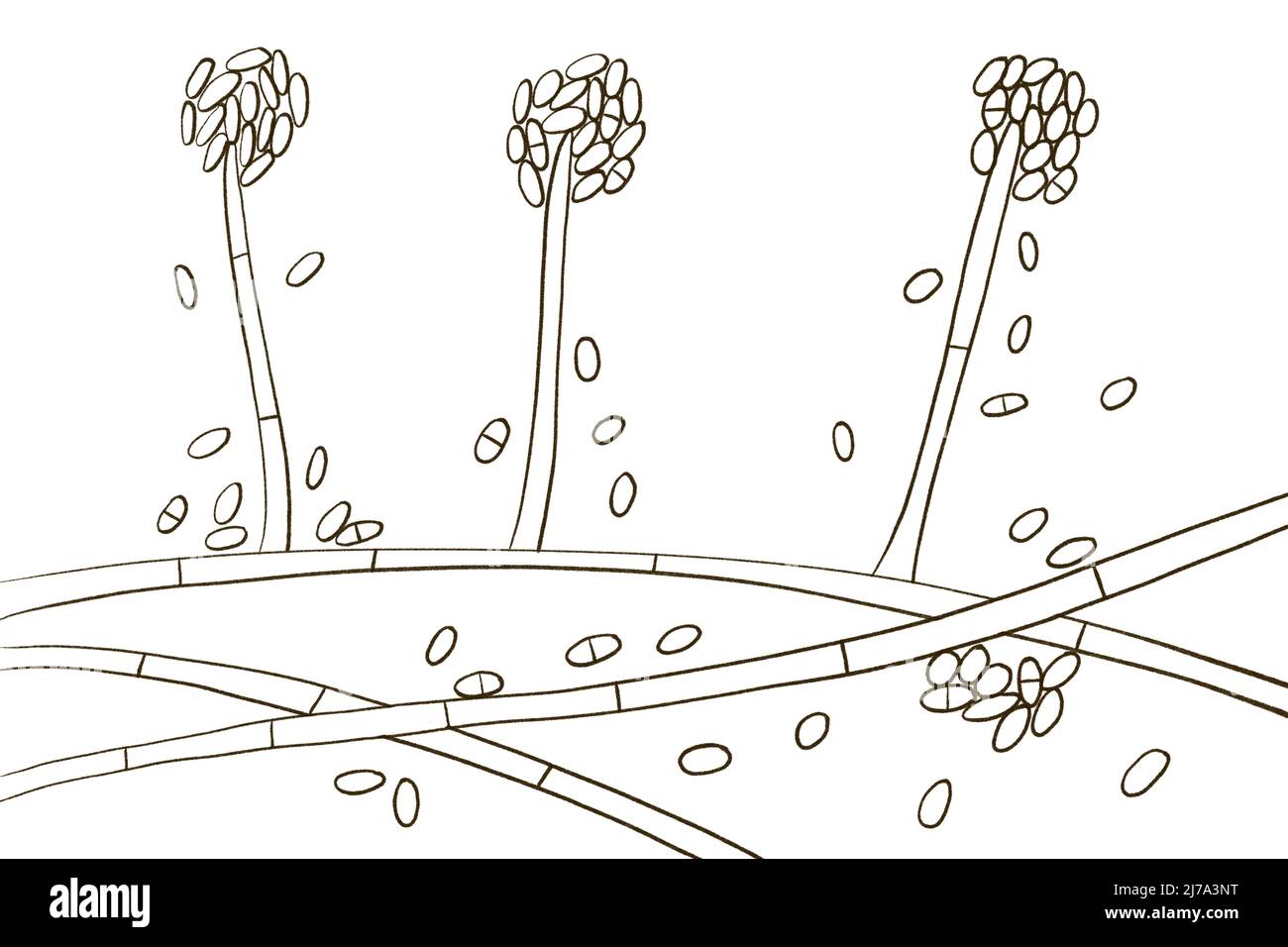 Acremonium-Schimmelpilz, Illustration Stockfoto