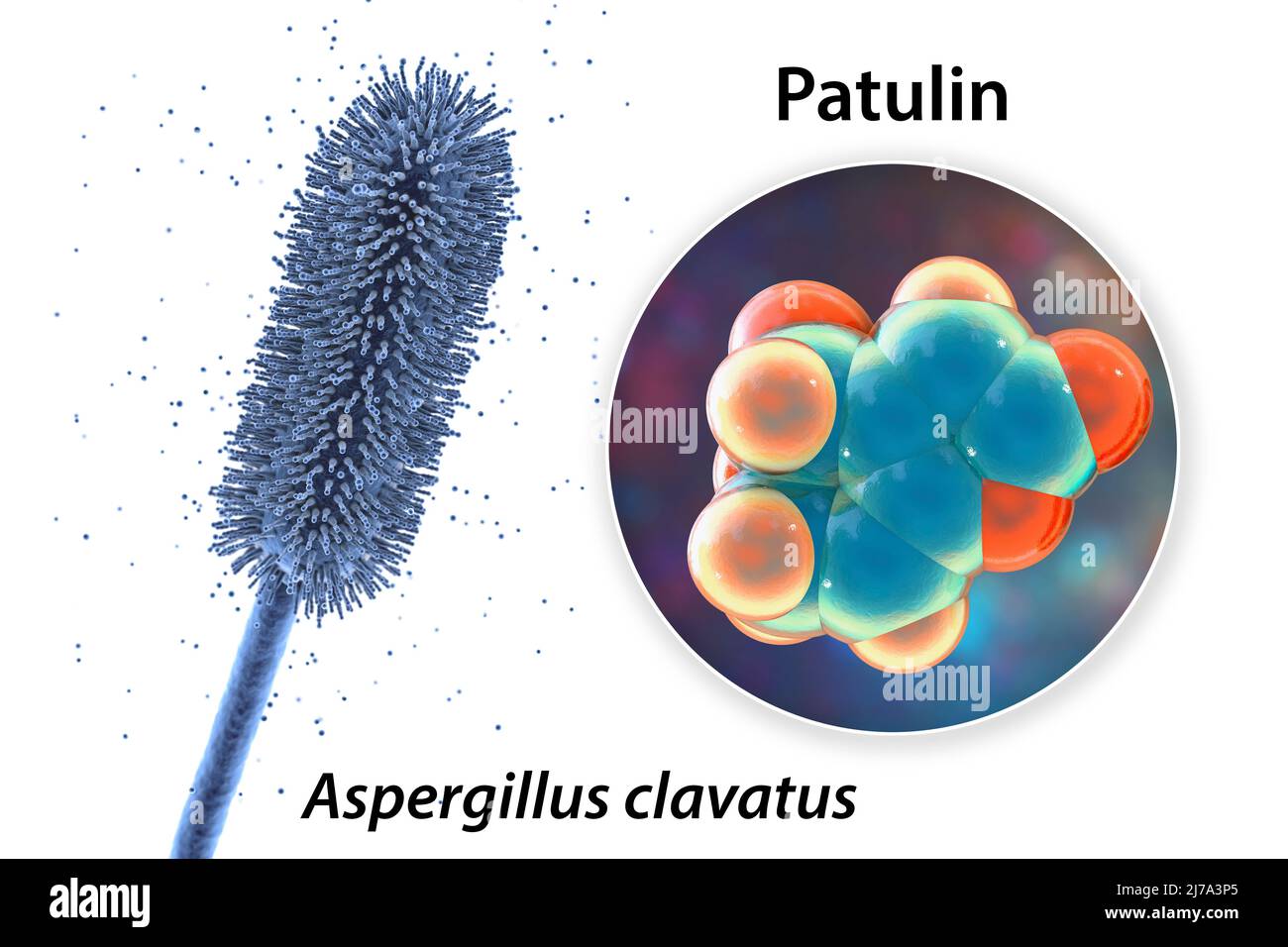 Aspergillus clavatus Schimmelpilze und Molekül des Patulintoxins, Illustration Stockfoto