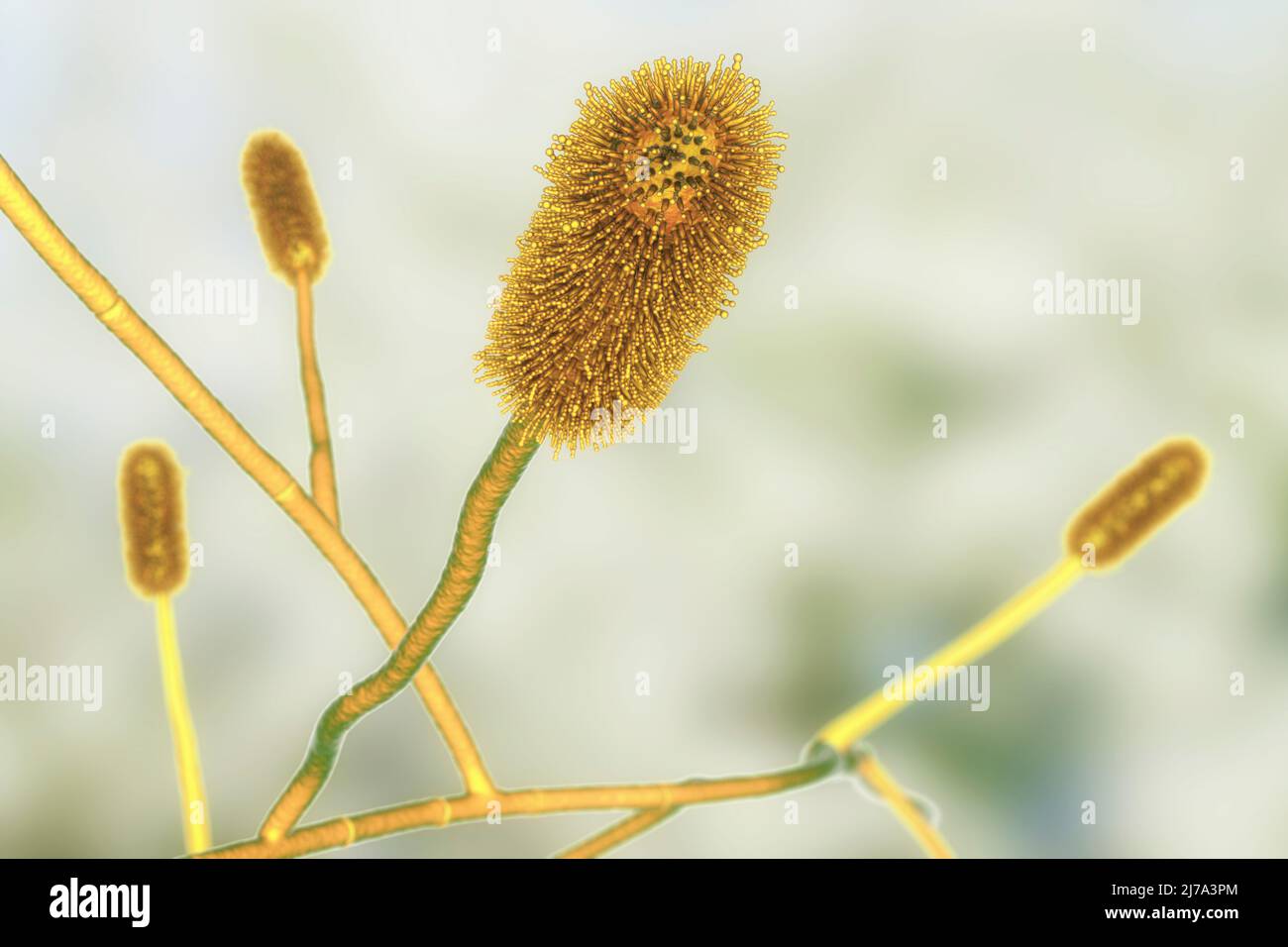 Aspergillus clavatus Schimmelpilz, Illustration Stockfoto