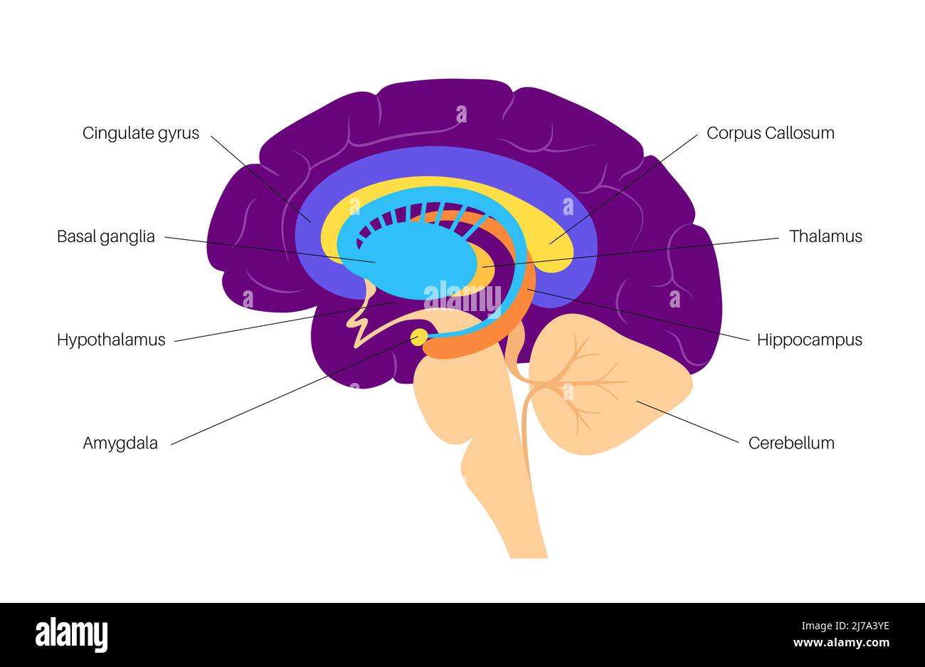 Gehirn limbisches System, Illustration Stockfoto