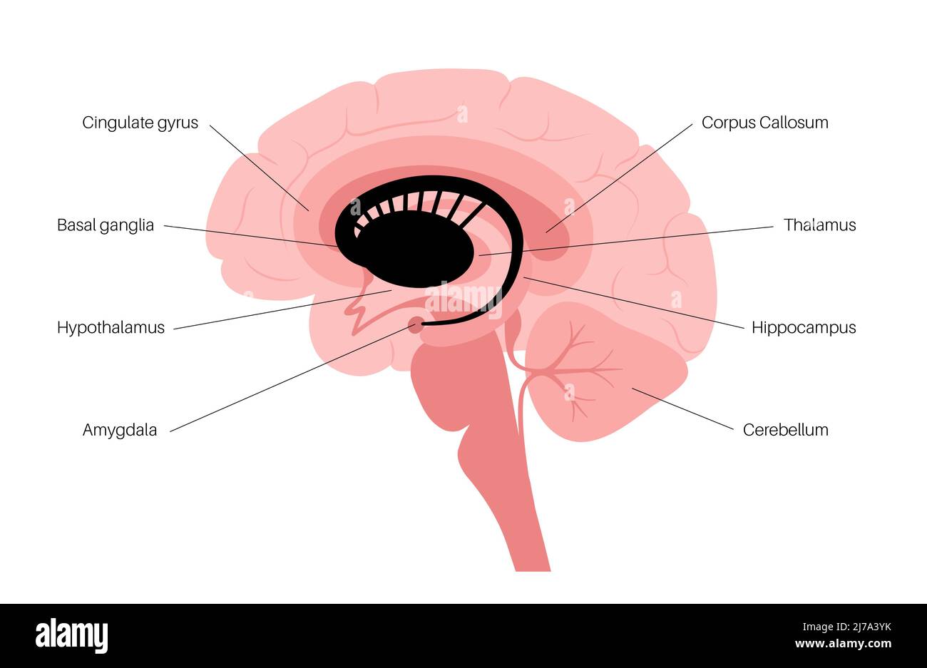 Anatomie der Basalganglien, Illustration Stockfoto