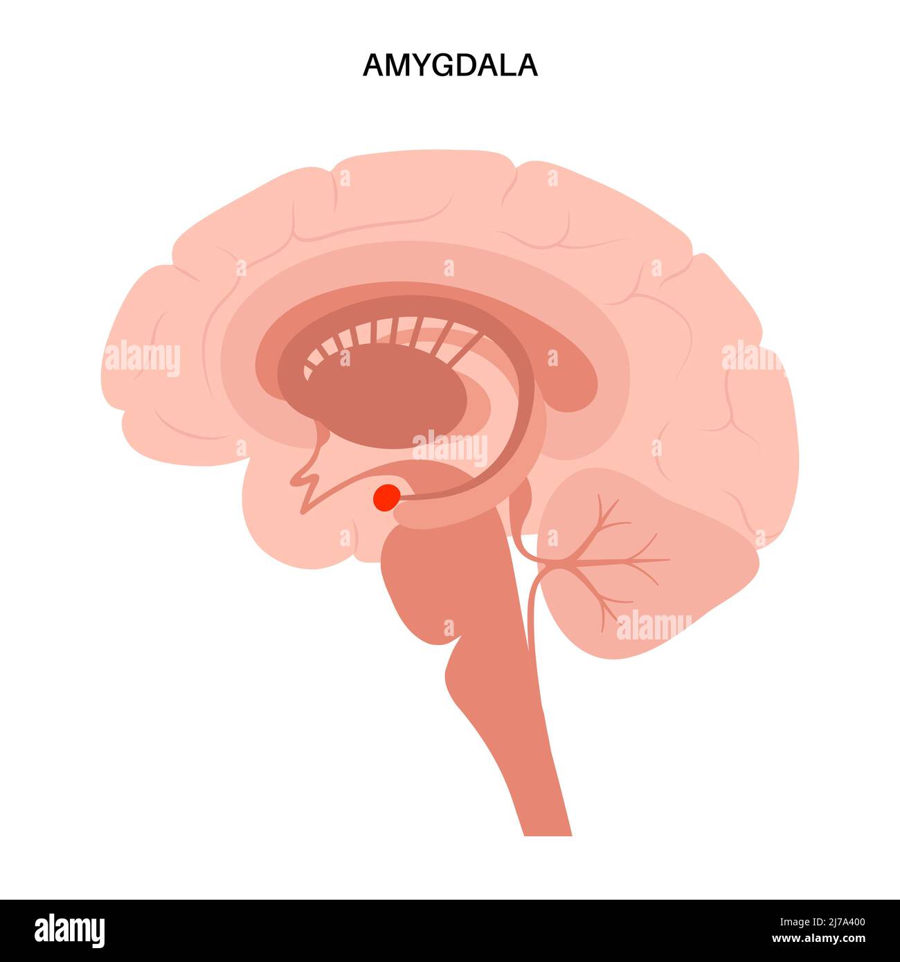 Gehirn Amygdala Anatomie, Illustration Stockfoto