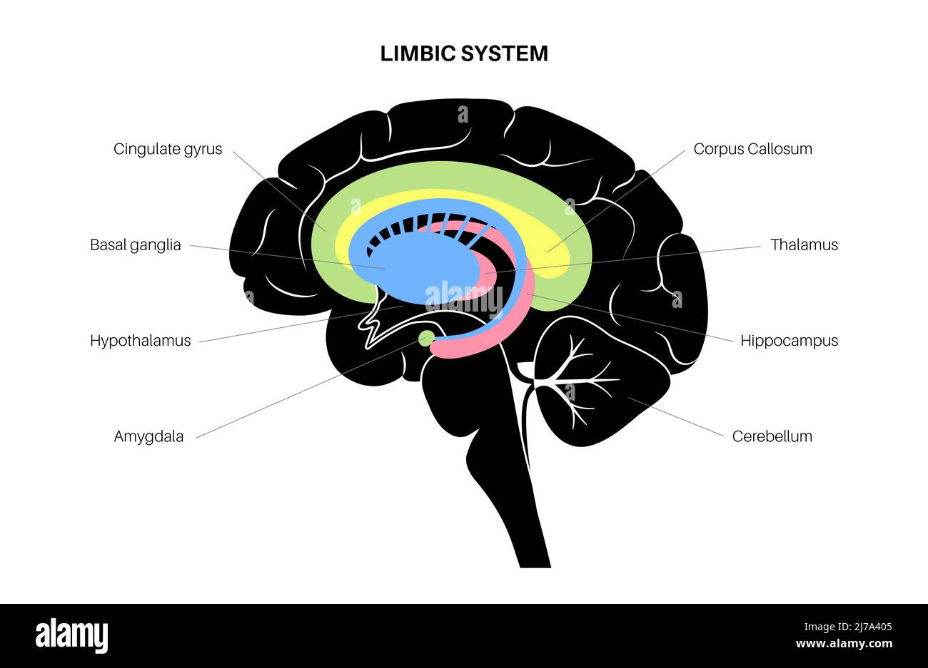 Gehirn limbisches System, Illustration Stockfoto