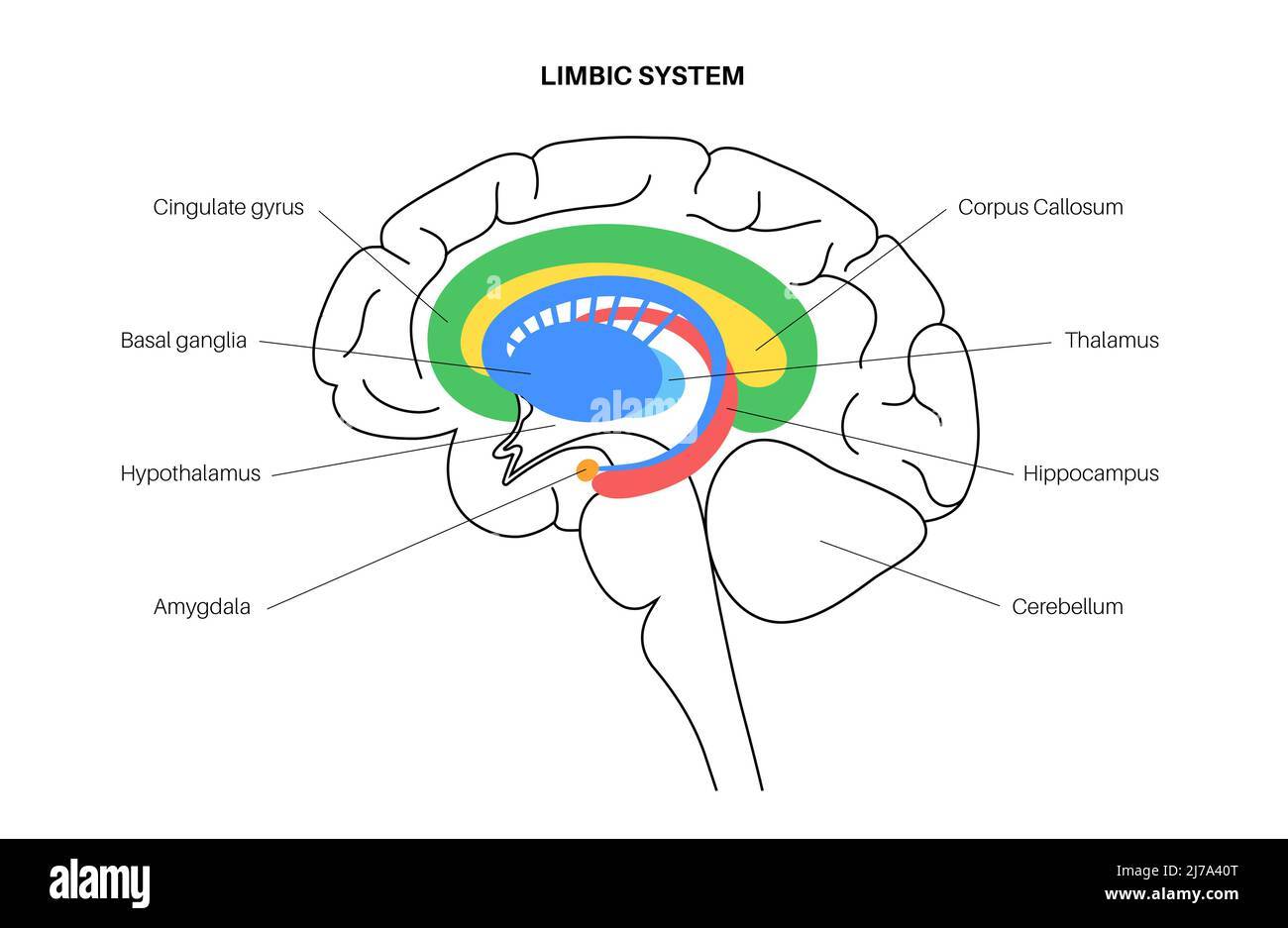 Gehirn limbisches System, Illustration Stockfoto