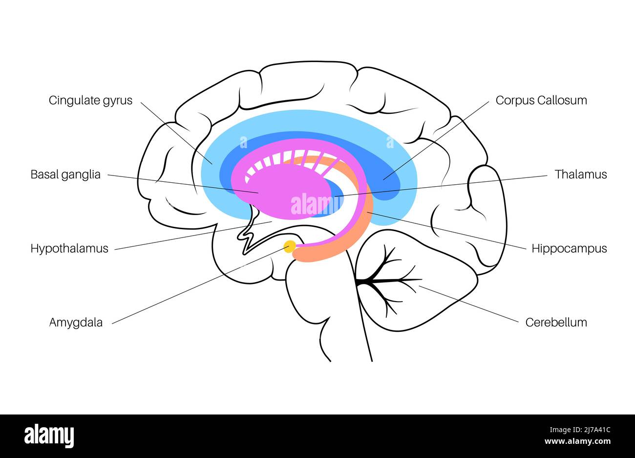 Gehirn limbisches System, Illustration Stockfoto
