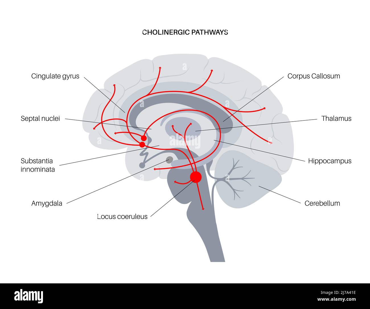 Acetylcholin-cholinergischer Signalweg, Illustration Stockfoto