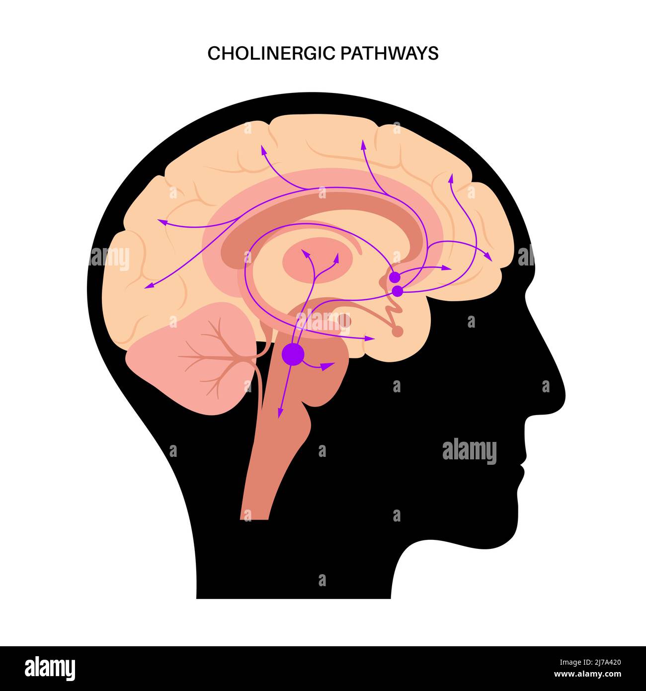 Acetylcholin-cholinergischer Signalweg, Illustration Stockfoto