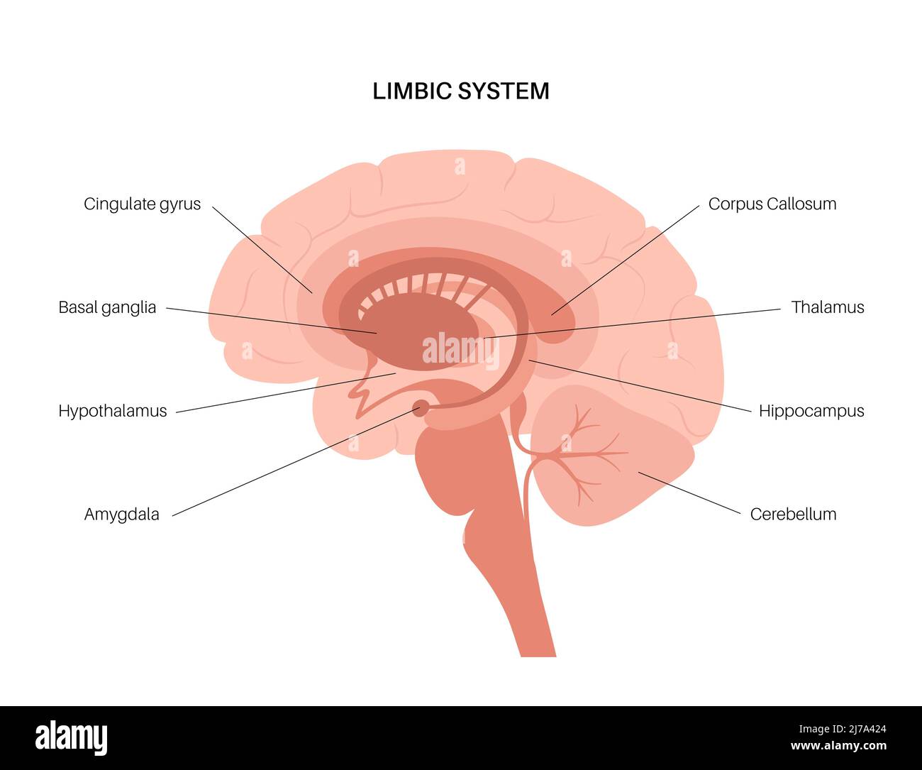 Gehirn limbisches System, Illustration Stockfoto