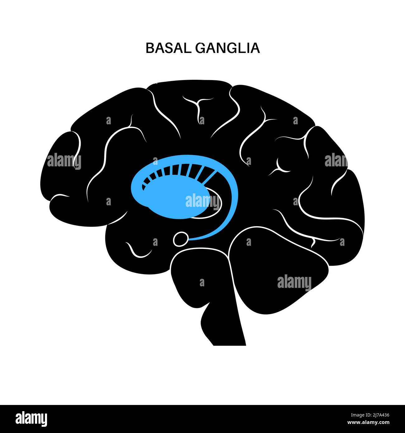 Anatomie der Basalganglien, Illustration Stockfoto