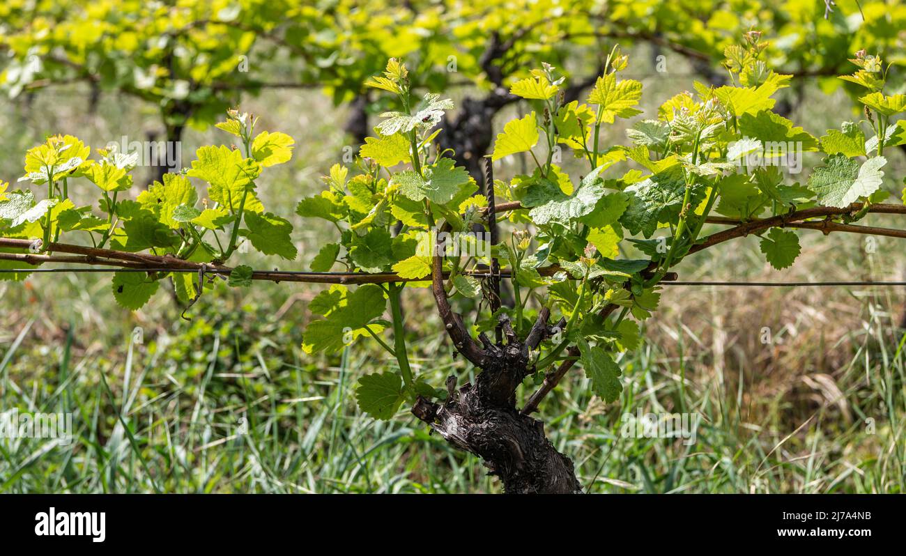 Sehr alte Weinrebe in einem Weinberg in Südtirol in norditalien, Südtiroler Weinstraße. Guyot-Trainingssystem Stockfoto