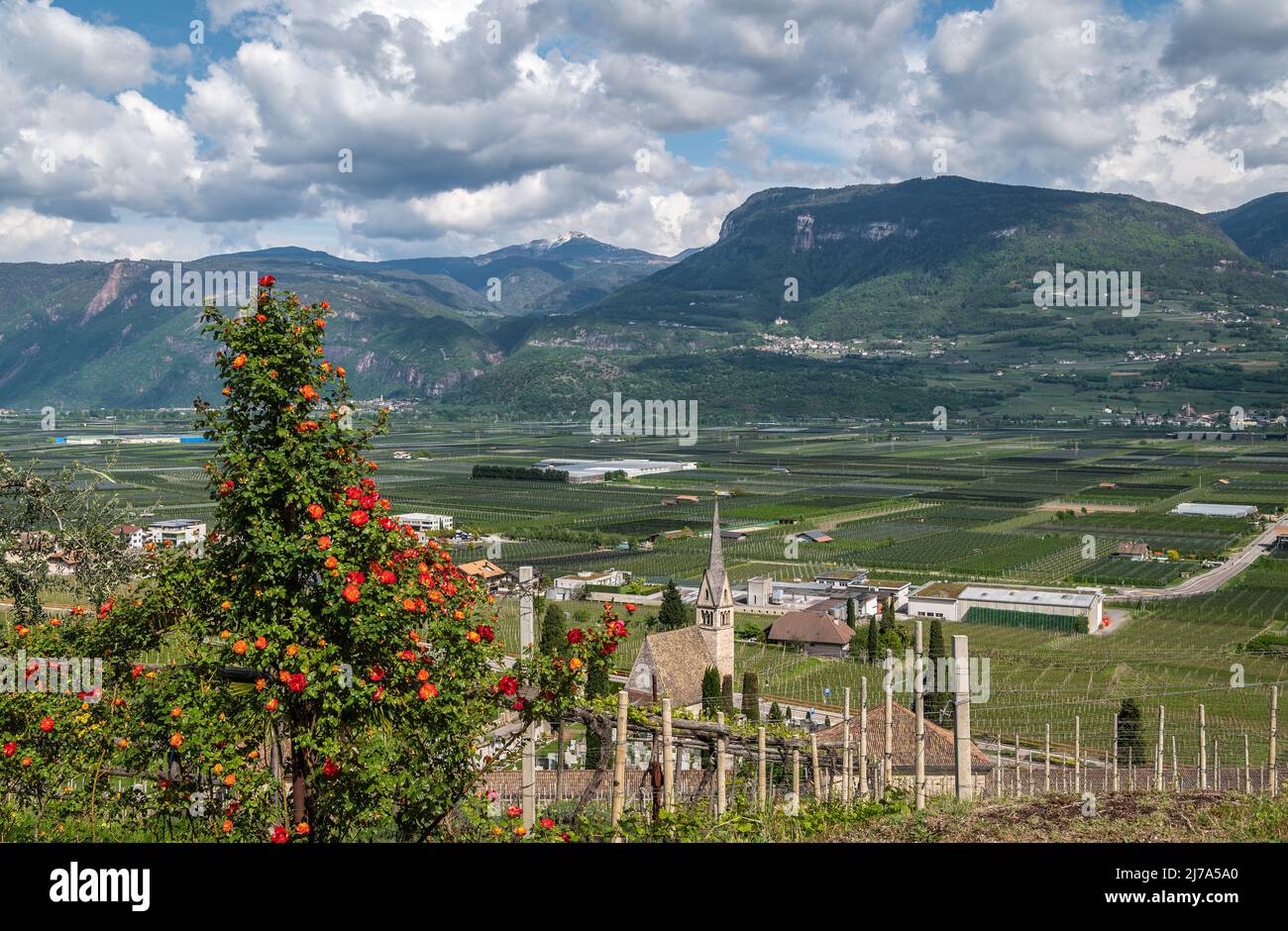 Tramin Village entlang der Weinrote. Tramin ist das Weinbaudorf Südtirols - Norditalien - und seine Geschichte ist eng verbunden Stockfoto