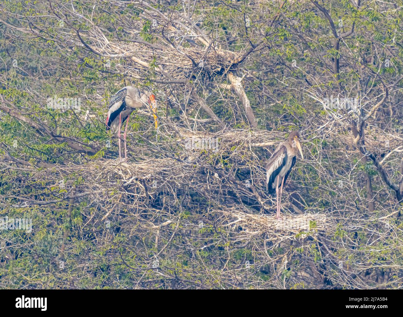 Nisting von Vögeln auf Baum gemalten Storch Stockfoto