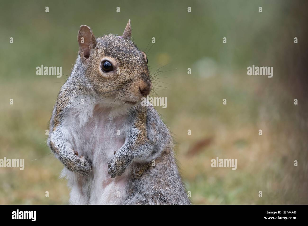 Hübsch aussehende Eichhörnchen fragen sich, wo sie ihre Nüsse links Stockfoto