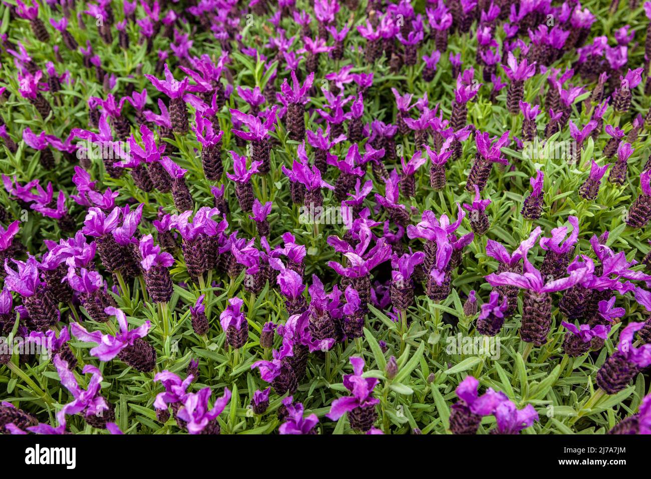 Lavendel mit markanten violetten Blüten Stockfoto