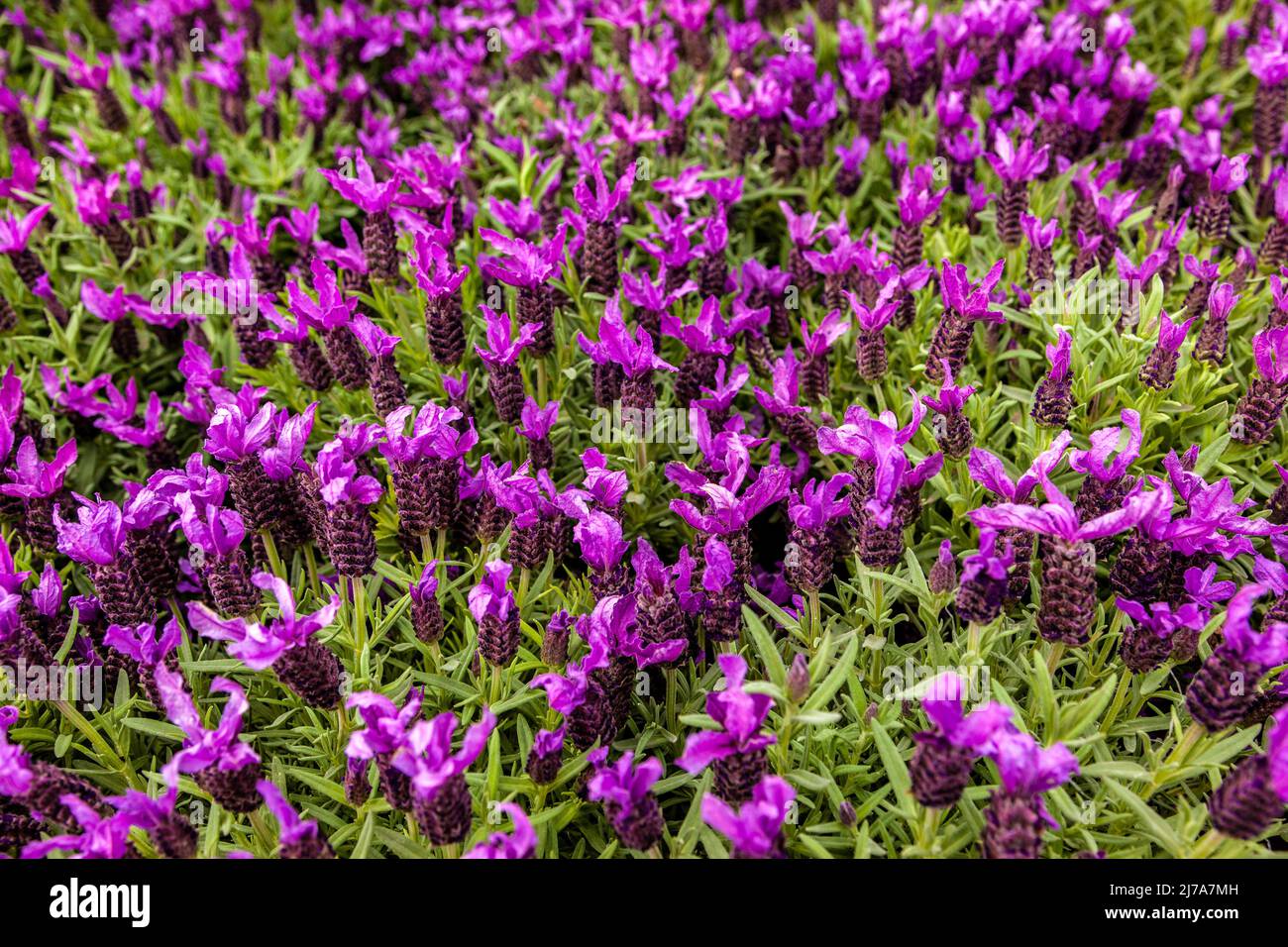 Lavendel mit markanten violetten Blüten, eine häufige mehrjährige Gartenpflanze in England, die von der Mittelschicht geliebt wird. Stockfoto