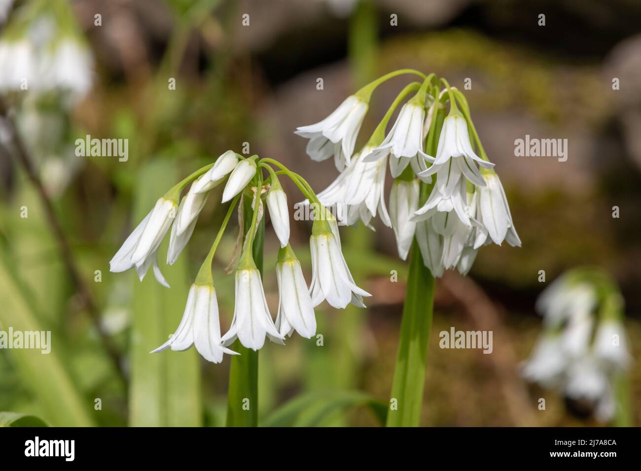 Nahaufnahme von drei blühenden Porree-Blüten (Allium triquetrum) Stockfoto