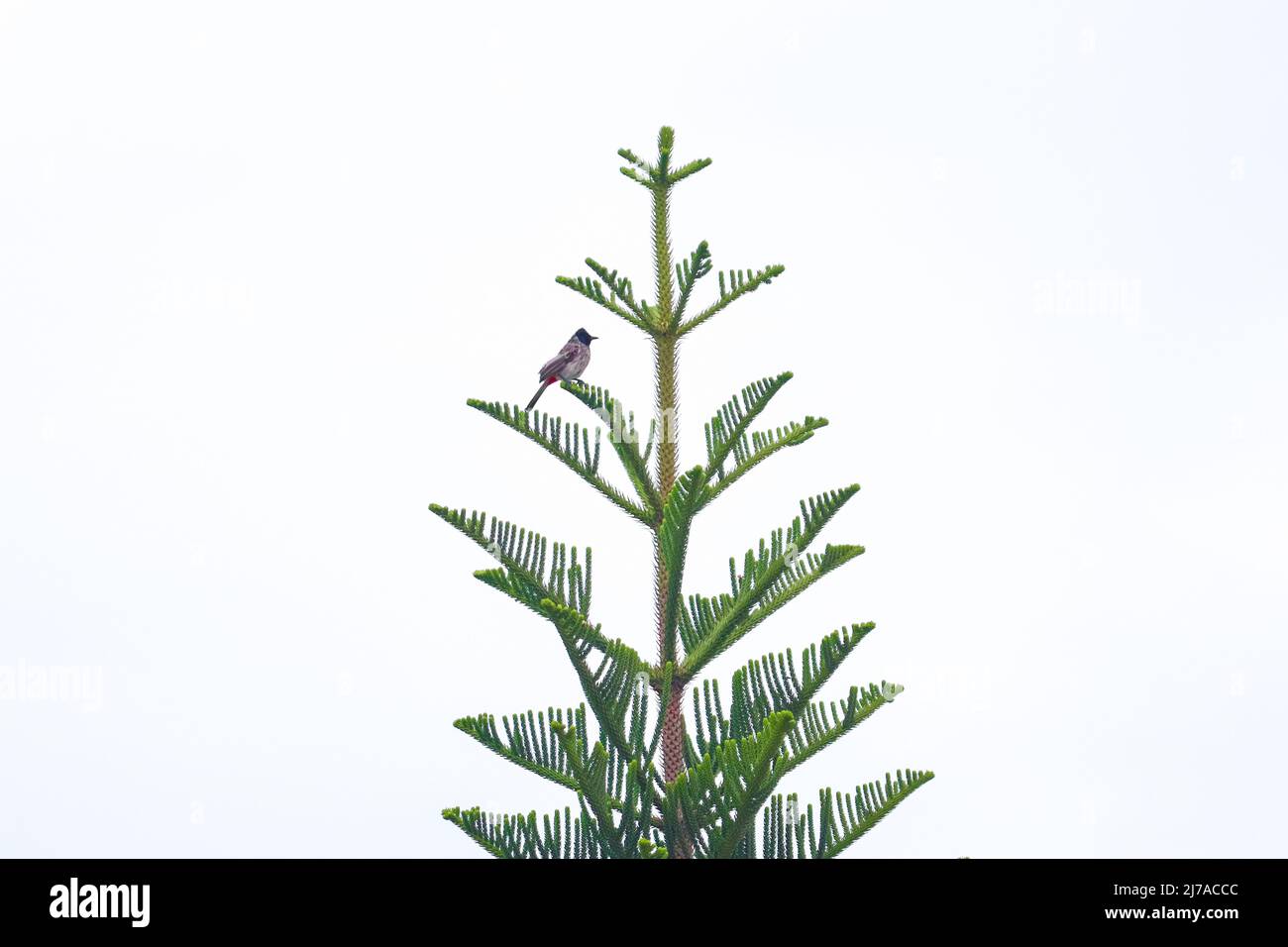 Rot belüfteter Bulbul-Vogel, der auf einem Baumzweig mit hellweißem Hintergrund sitzt Stockfoto
