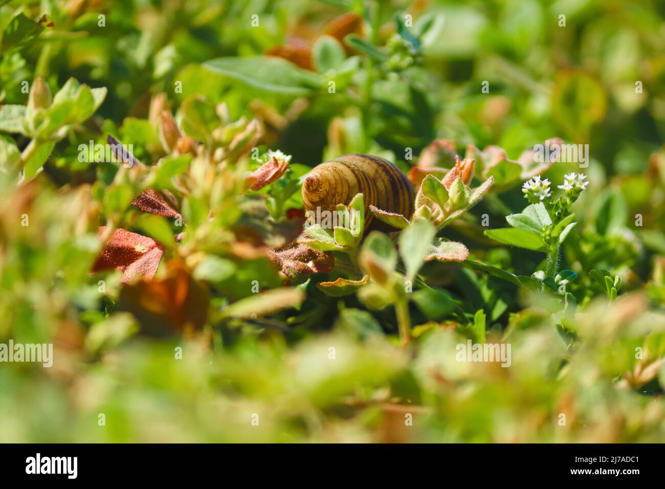 Angenehm aussehende Schale auf grünem Ambiente mit Schwalbentiefe Stockfoto