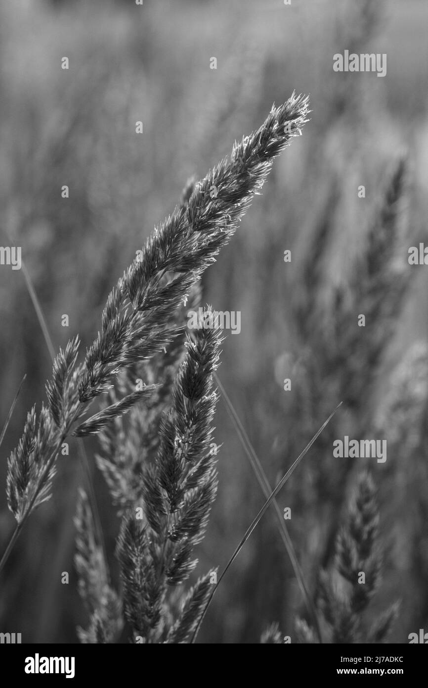 Krautige mehrjährige Pflanze Calamagrostis epigejos in schwarz und weiß. Makrofotografie. Cerealien. Unkraut. Wird als Heilpflanze verwendet. Stockfoto