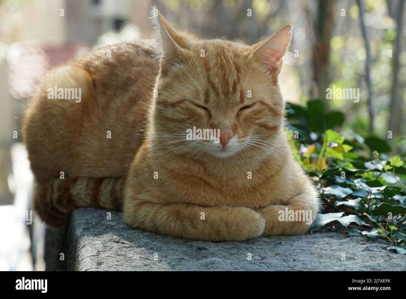 Porträt einer Ingwerkatze gemischter Rasse. Die Katze ist ausgestreckt, hat verzogene Augen und genießt die warme Frühlingssonne. Streunende Katze ruht im Park. Stockfoto