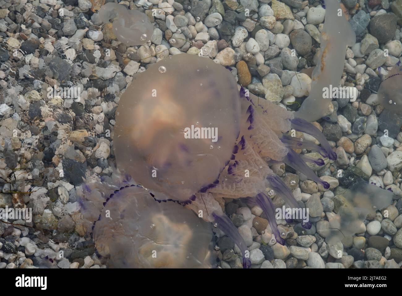 Gelee-Fische in der Adria in der Nähe des öffentlichen Strandes im Hafen von Koper, Slowenien. Der Grund des Meeres sind weiße braune Steine. Stockfoto