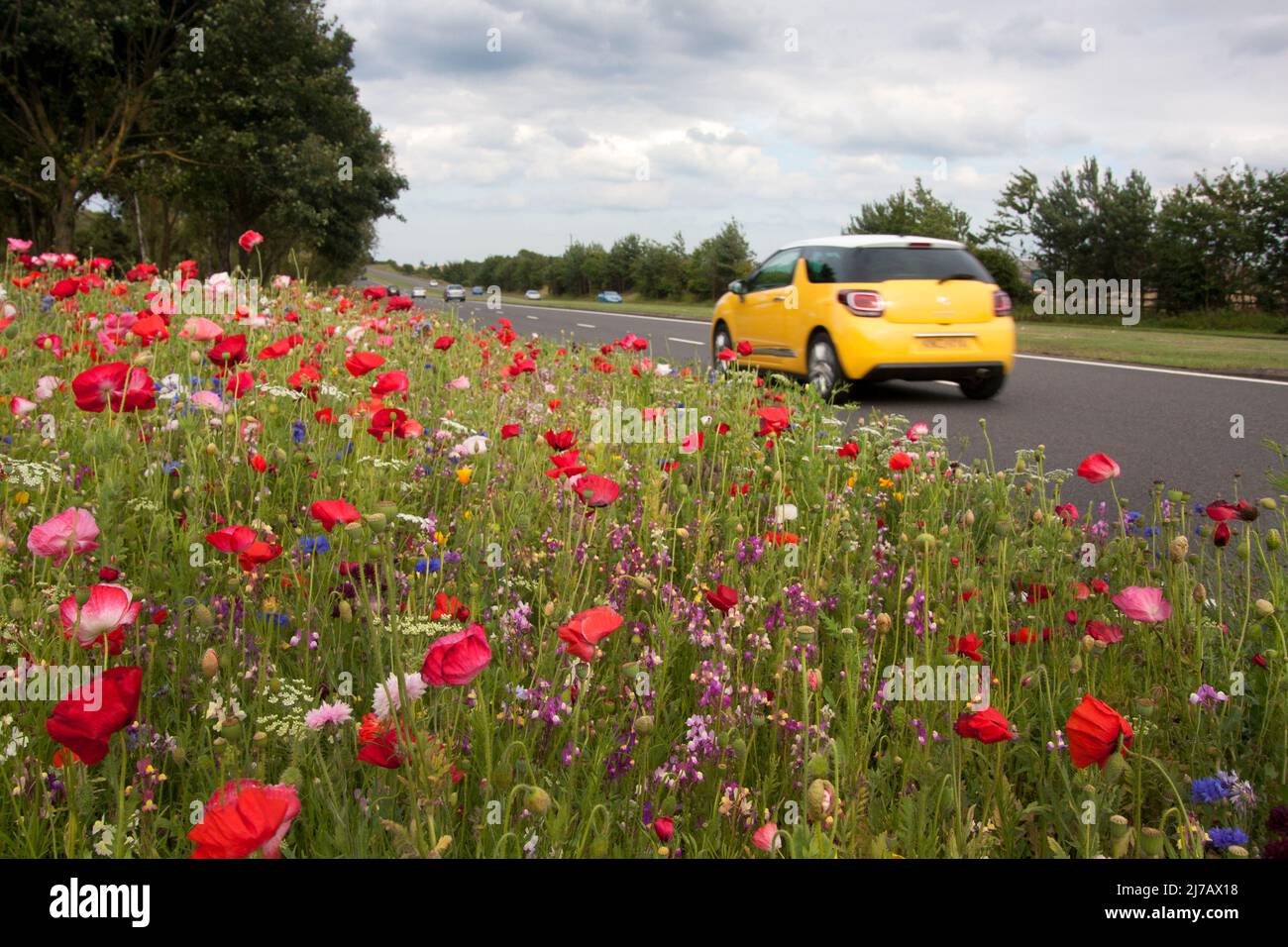 Traditionelle Wildblumen, die von der lokalen Gemeinde an den Seiten der geschäftigen A19 nach York, Yorkshire, England gepflanzt wurden Stockfoto