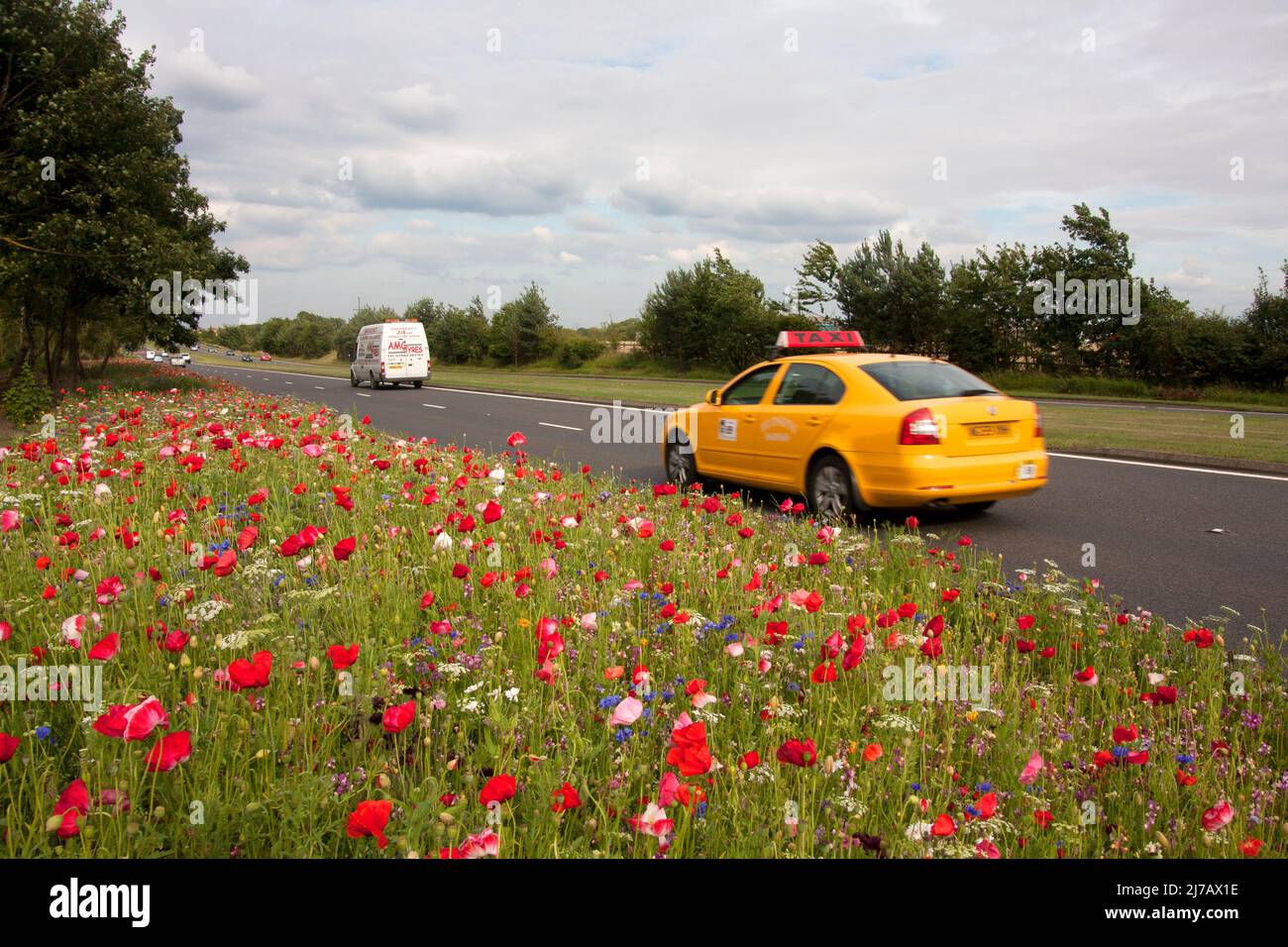 Traditionelle Wildblumen, die von der lokalen Gemeinde an den Seiten der geschäftigen A19 nach York, Yorkshire, England gepflanzt wurden Stockfoto