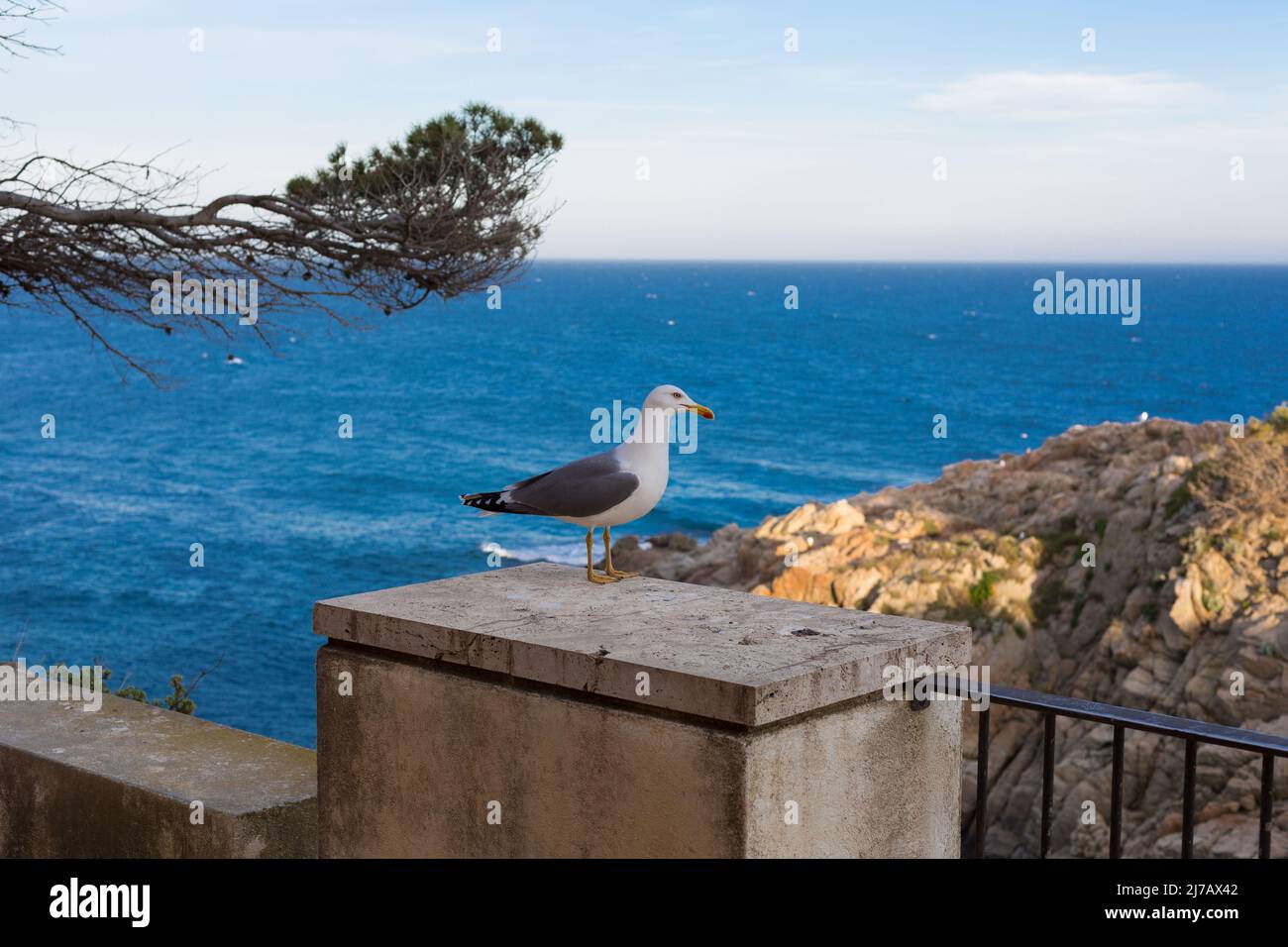 Möwe für Erwachsene, die ganz in der Nähe einer Klippe im Mittelmeer ruht. Stockfoto