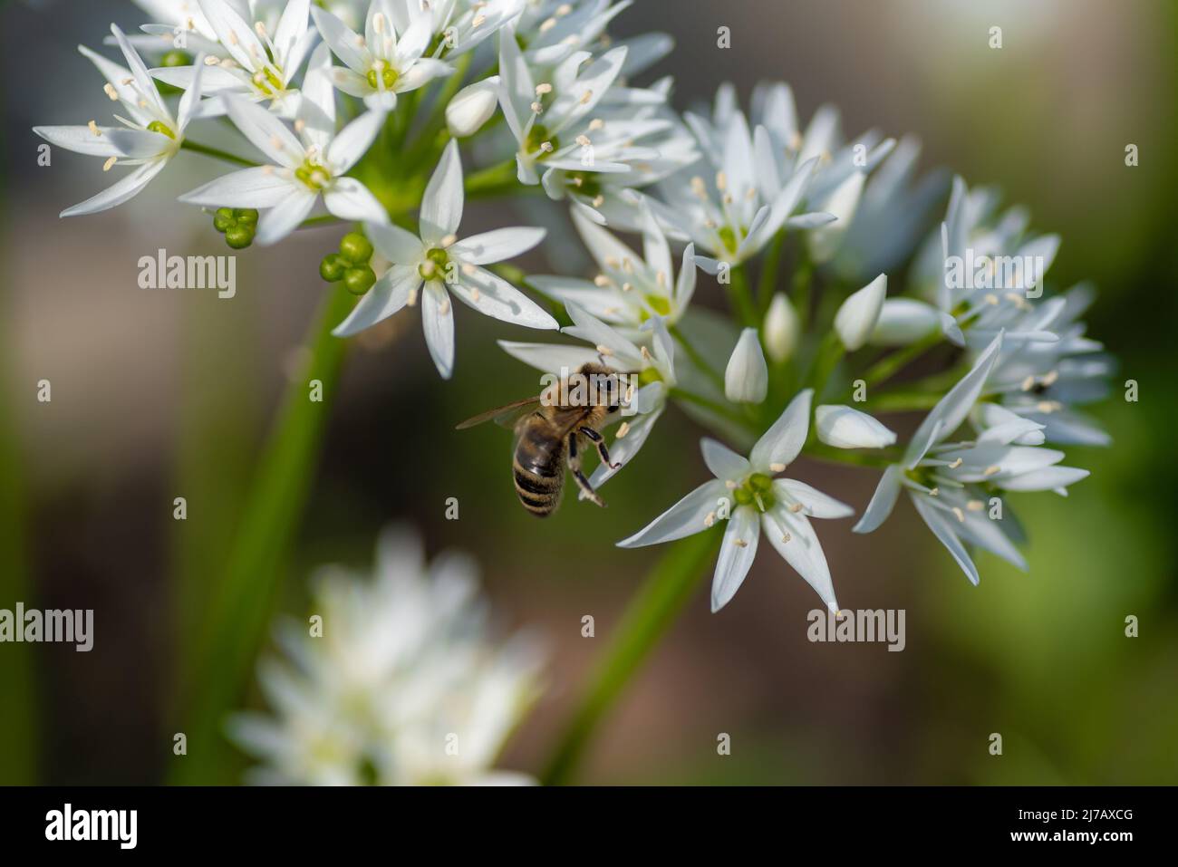 Eine Honigbiene (APIs mellifera), die Pollen aus einer wunderschönen Bärlauch-Blüte (Allium ursinum) sammelt. Stockfoto