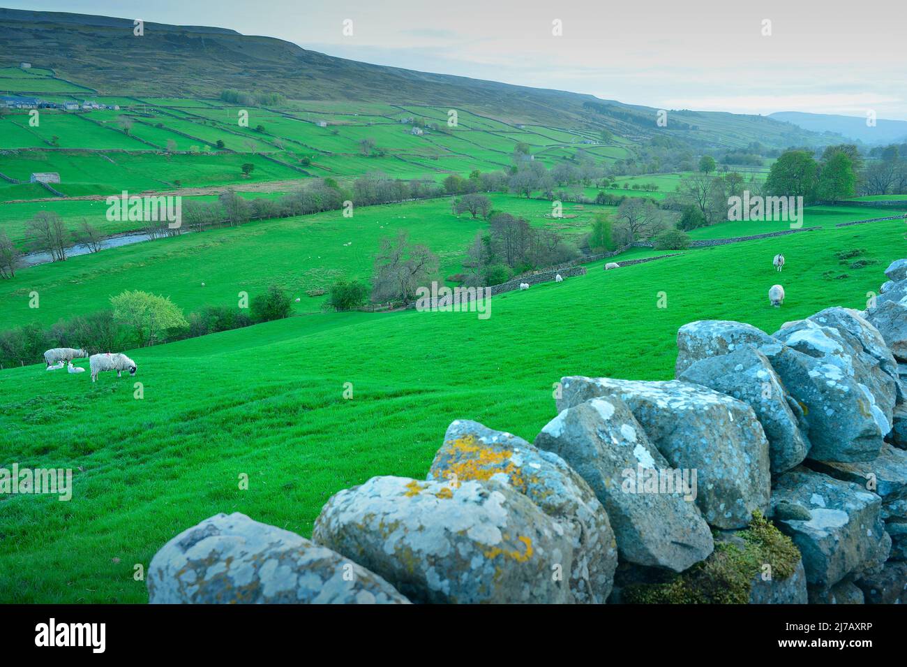 Swaledale in der Nähe von Reeth North Yorkshire England Stockfoto