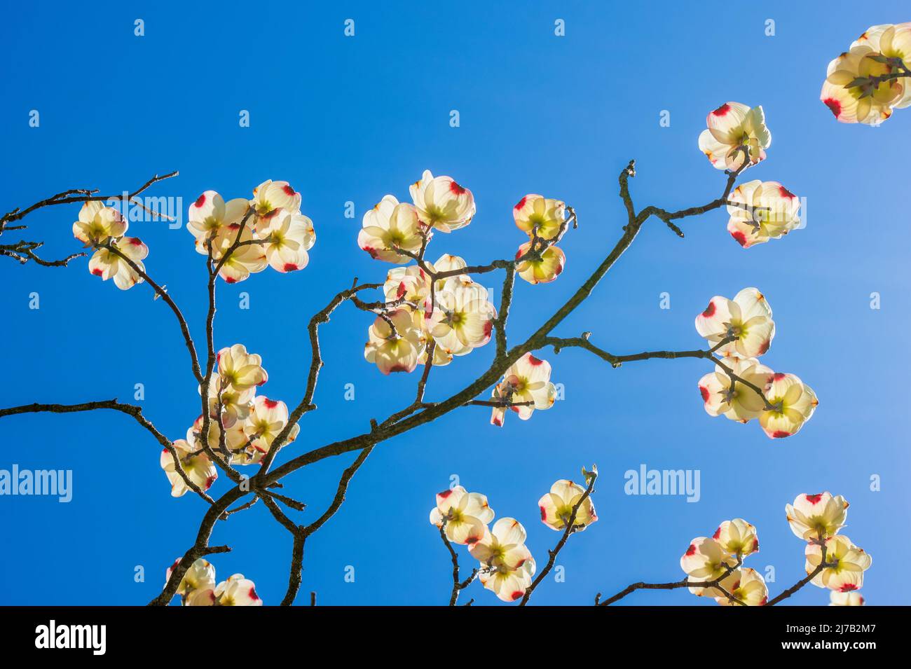 Blühender Hartholz (Cornus florida) im Frühjahr, vor blauem Himmel. Stonehurst, Robert Treat Paine Estate, Waltham, MA. Stockfoto