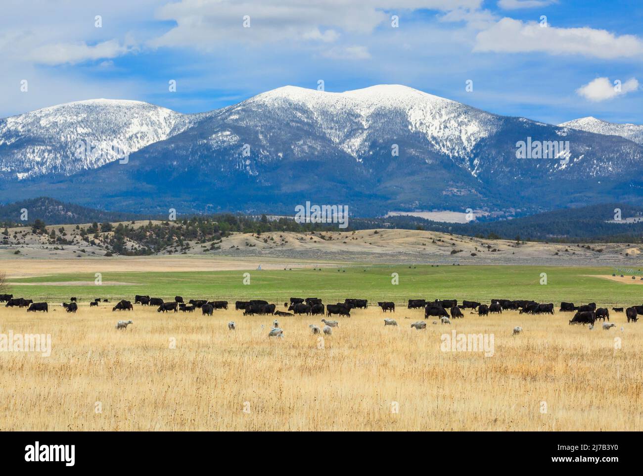 Rinder und Schafe weiden unterhalb des Mount Baldy in den Big Belt Mountains in der Nähe von townsend, montana Stockfoto