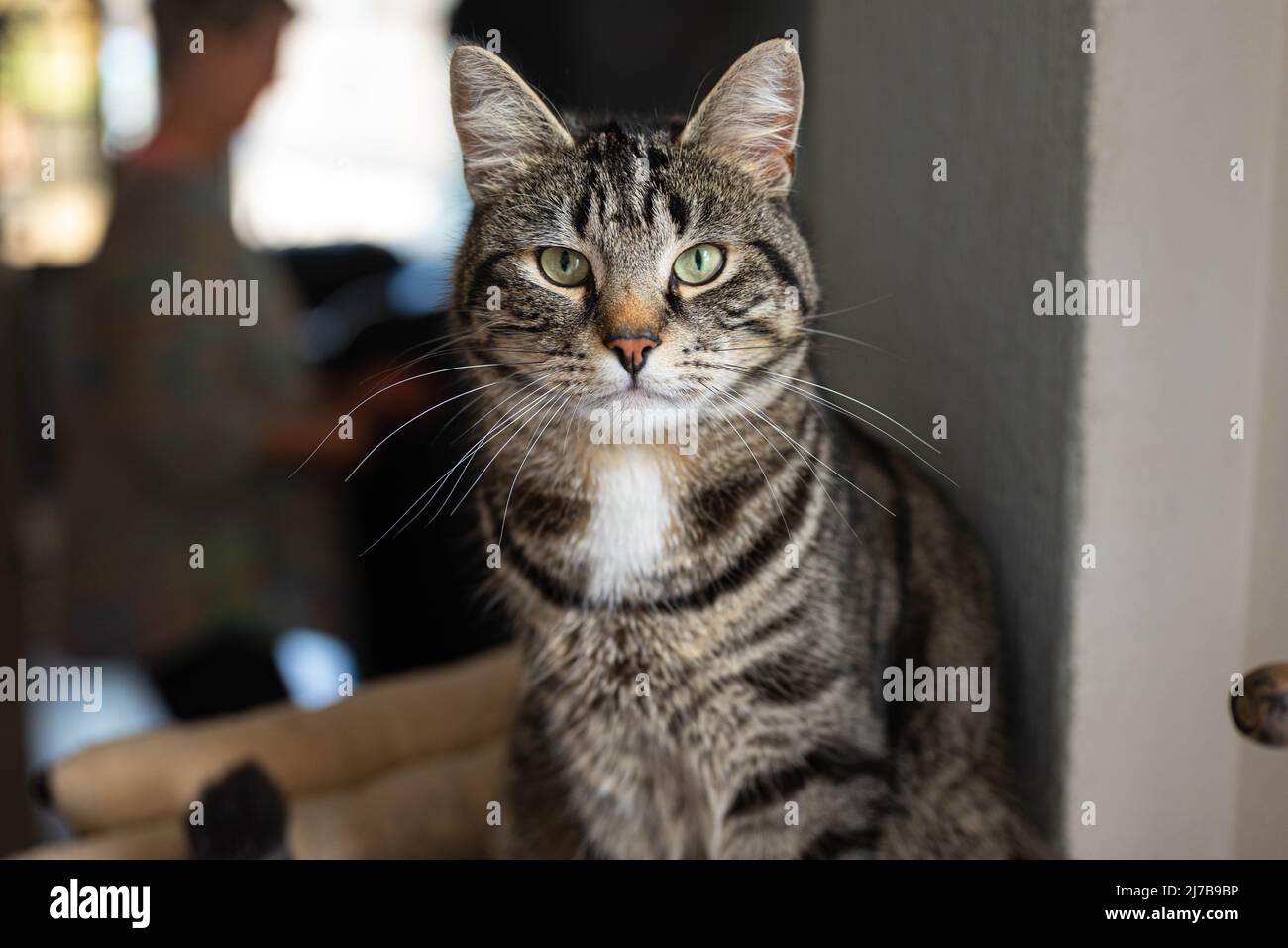 Graue Hauskatze mit schwarzen Streifen und schönen grünen Augen sitzt auf einem Kratzbaum und schaut in die Kamera Stockfoto