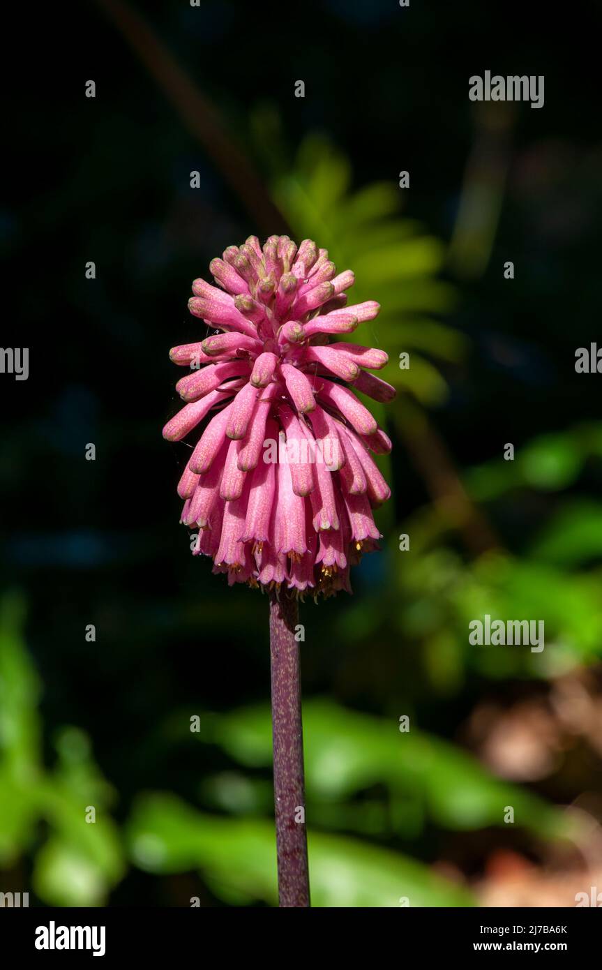 Sydney Australia, Nahaufnahme eines Blütenkopfes einer rosa Veltheimia bracteata Stockfoto