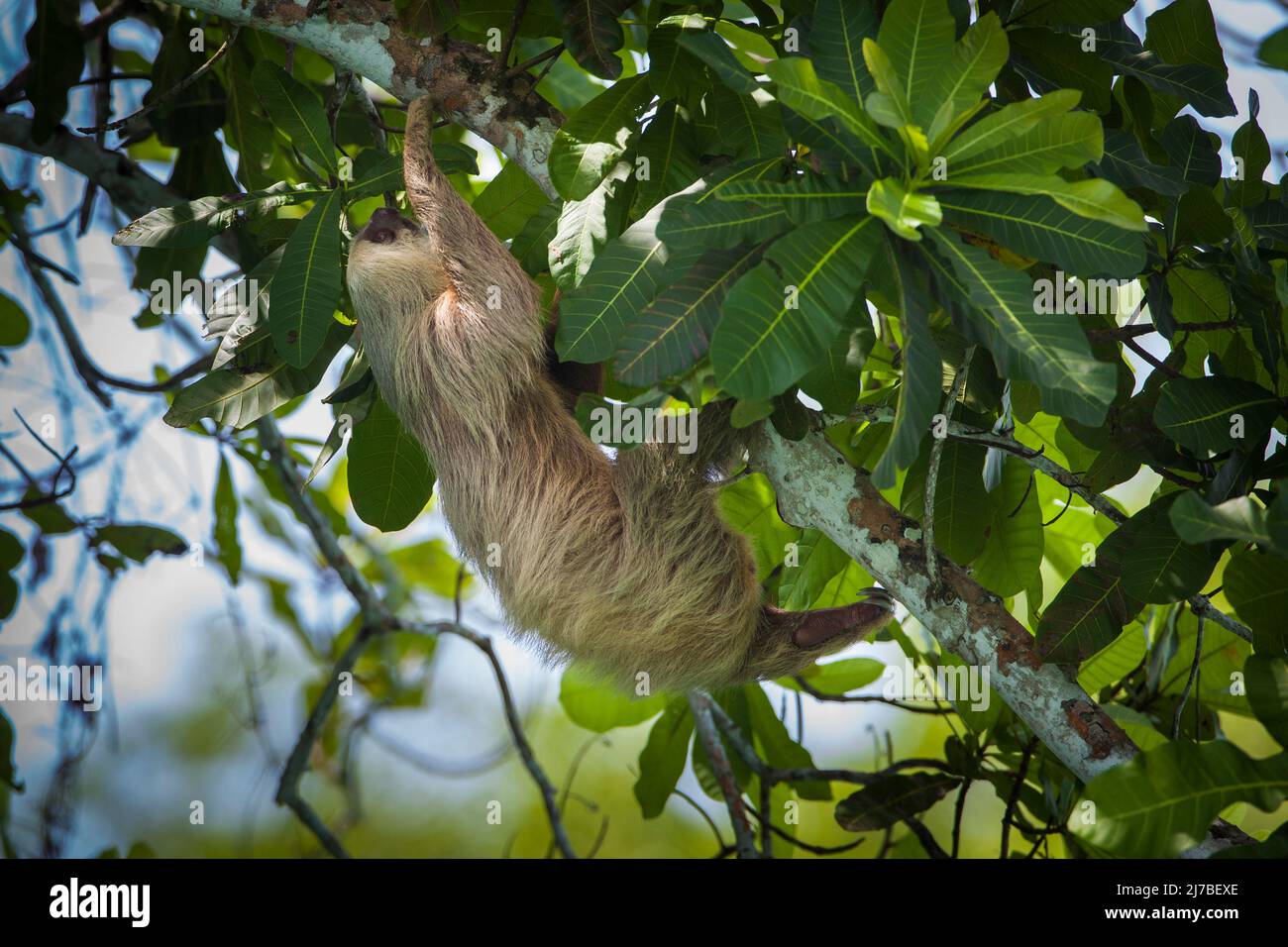 Die Wildnis Panamas mit einem zweizehigen Faultier, Choloepus hoffmanni, im Regenwald des Nationalparks Soberania, Provinz Colon, Republik Panama. Stockfoto