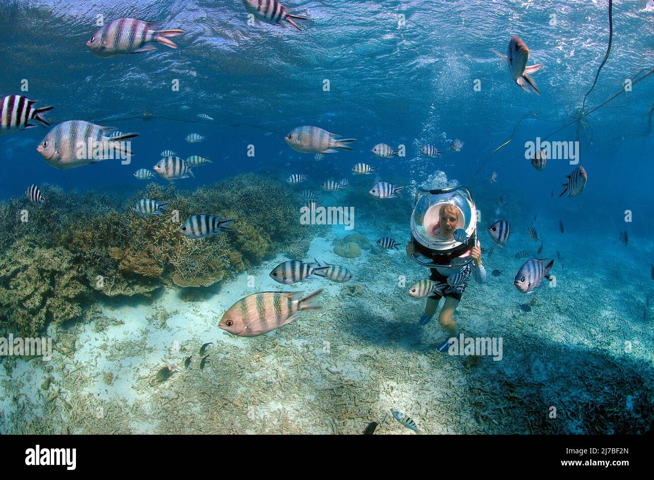 Unterwasserwanderung, Unterwasserwanderung, Kind mit Tauchhelm, das mit Sergeant Major Fischen oder píntanos (Abudefduf saxatilis) spielt, Mauritius, Indischer Ozean Stockfoto