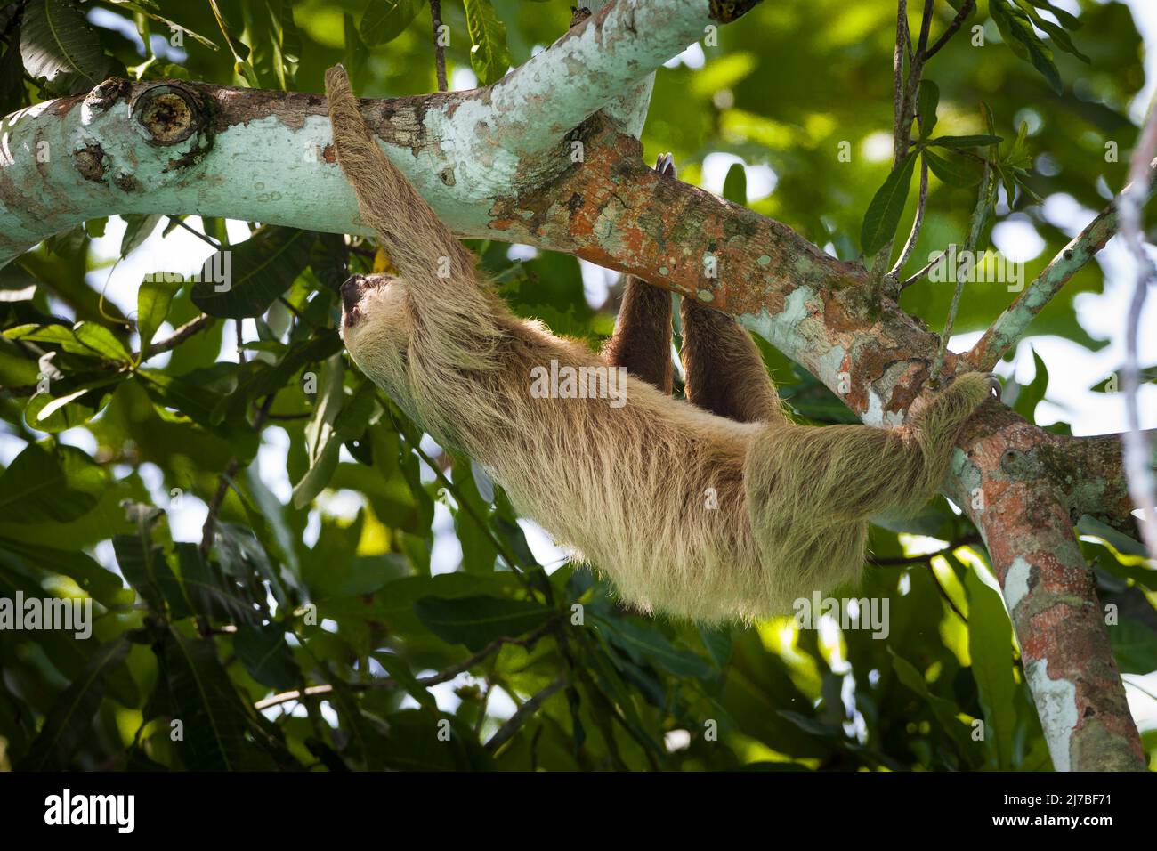 Die Wildnis Panamas mit einem zweizehigen Faultier, Choloepus hoffmanni, im Regenwald des Nationalparks Soberania, Provinz Colon, Republik Panama. Stockfoto