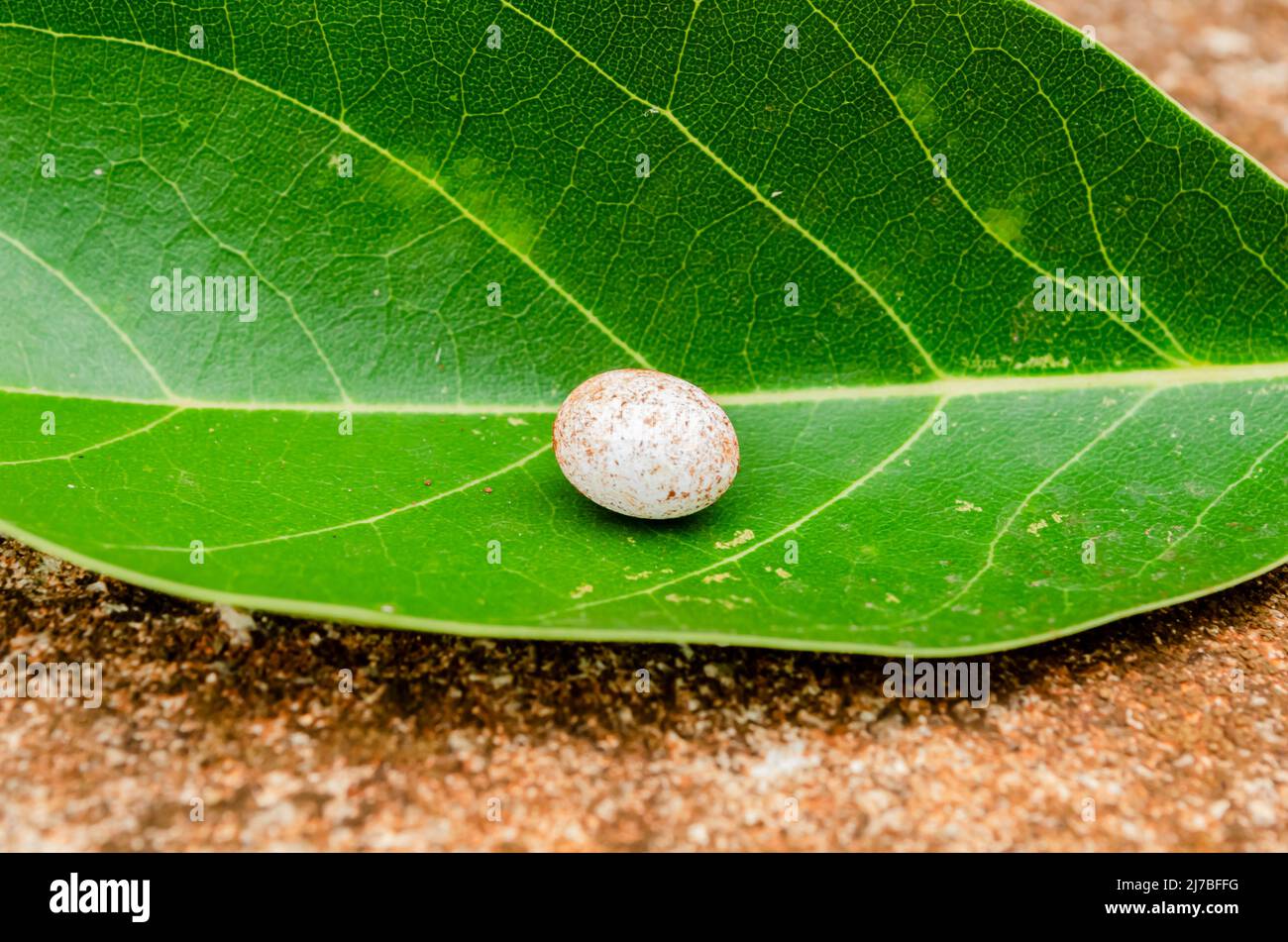 Ein isoliertes Echsenei befindet sich auf einem grünen Avocado-Blatt Stockfoto