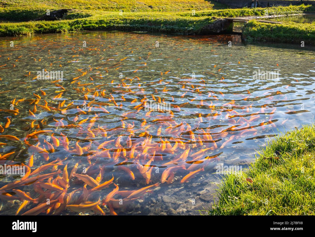 Forellenzucht Fotos und Bildmaterial in hoher Auflösung Alamy