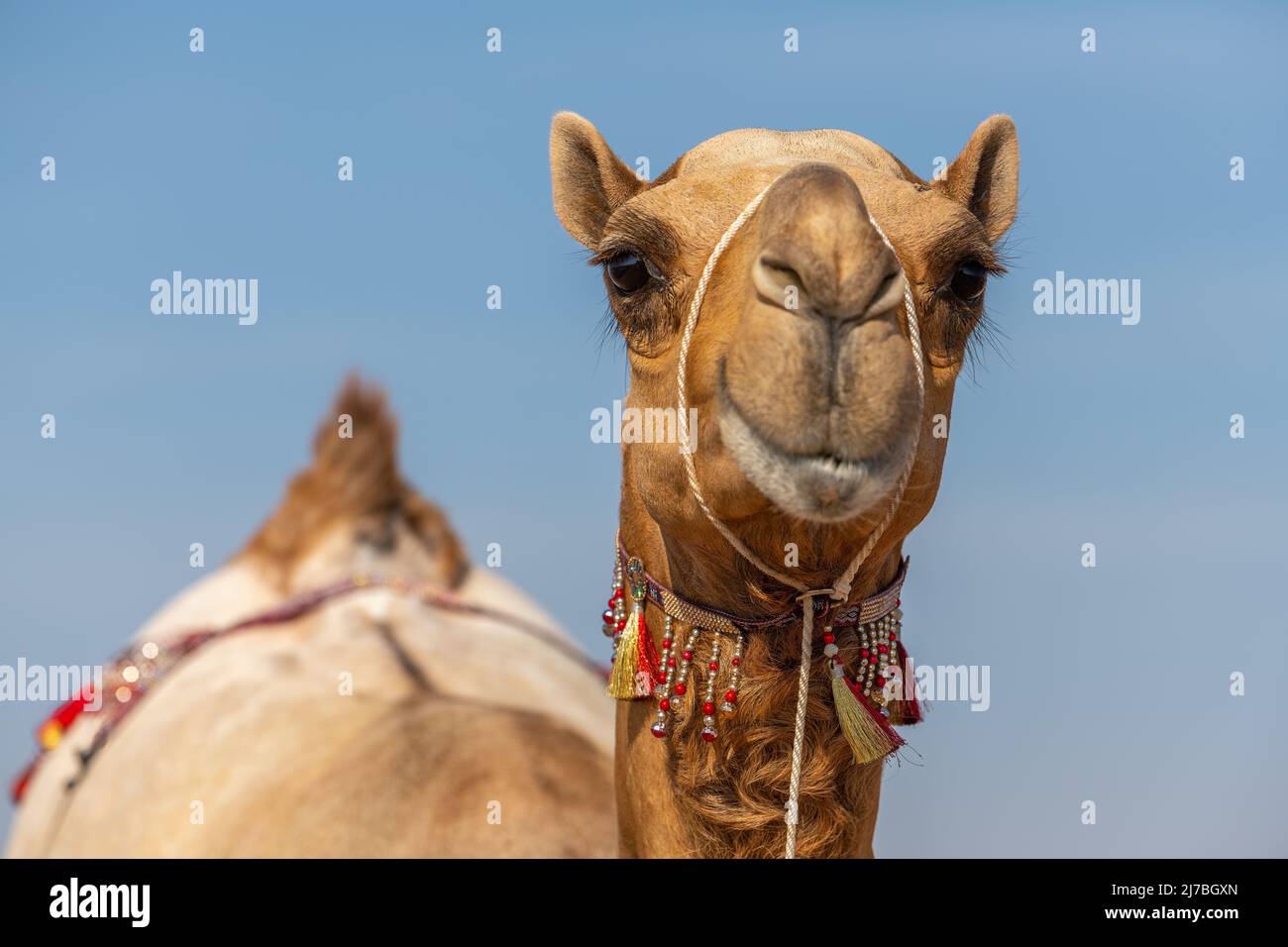 Weibliche Schönheitswettbewerb Kamel Stockfoto