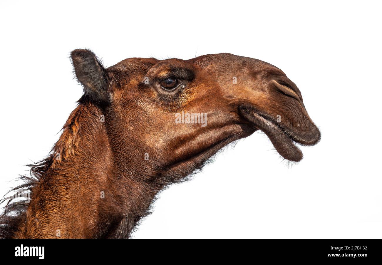 Kopf des Jugendschönheitsvorzugs Kamel Stockfoto