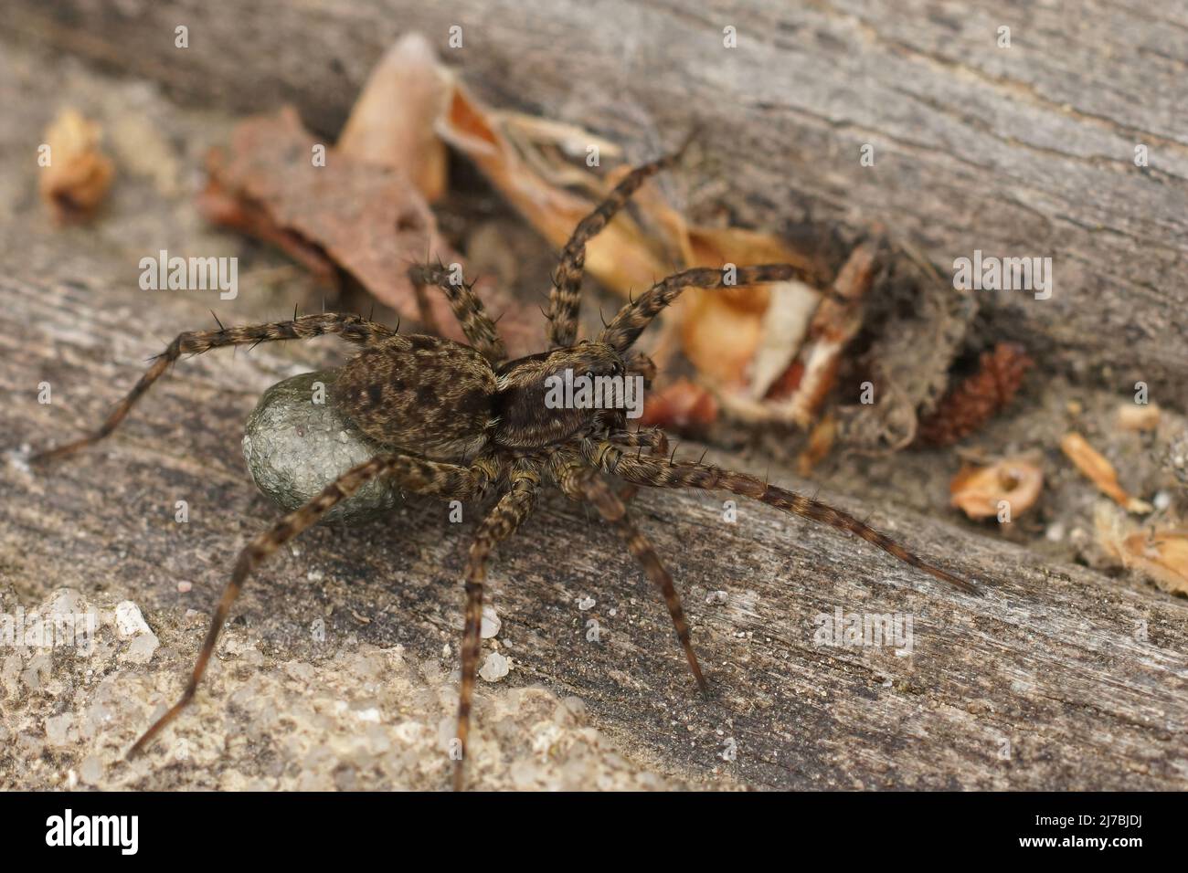 Detaillierte Nahaufnahme einer weiblichen Wolfspinne, Pradosa amentata, die einen Kokon aus Eiern trägt Stockfoto