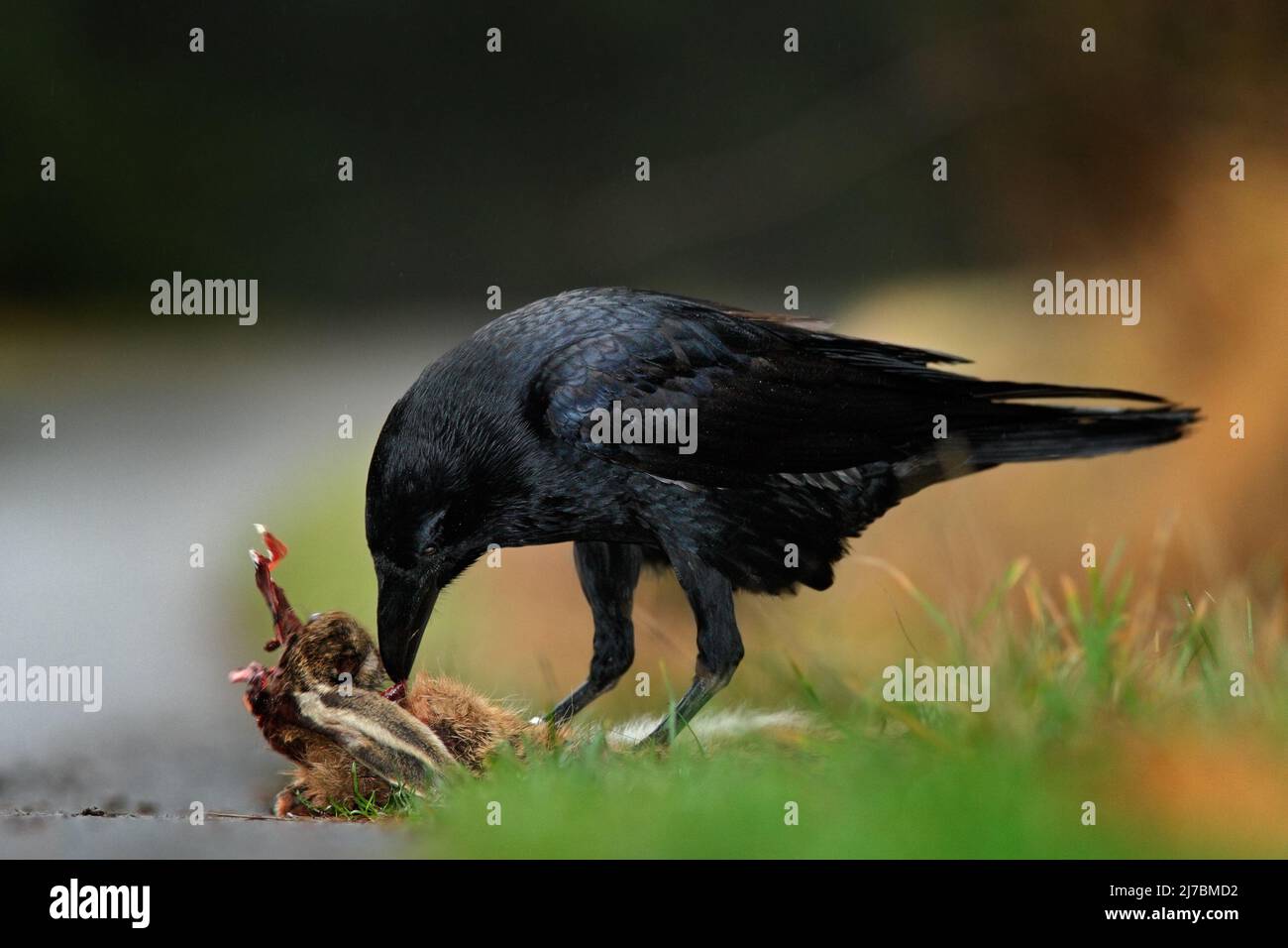 Rabe, schwarzer Vogel mit totem Hasen auf der Straße, blutiges Herz im Schnabel, Naturlebensraum, dunkelgrüner Wald im Hintergrund Stockfoto