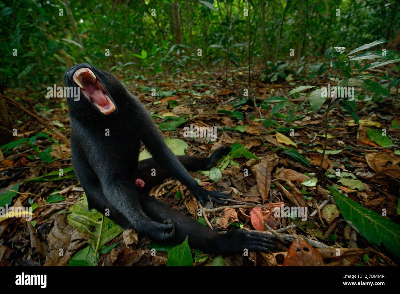 Der Crested Macaque, Macaca nigra, schwarzer Affe mit offenem Mund und großen Zähnen, sitzt in der Natur, tropischem Wald, Weitwinkel-Tier Stockfoto