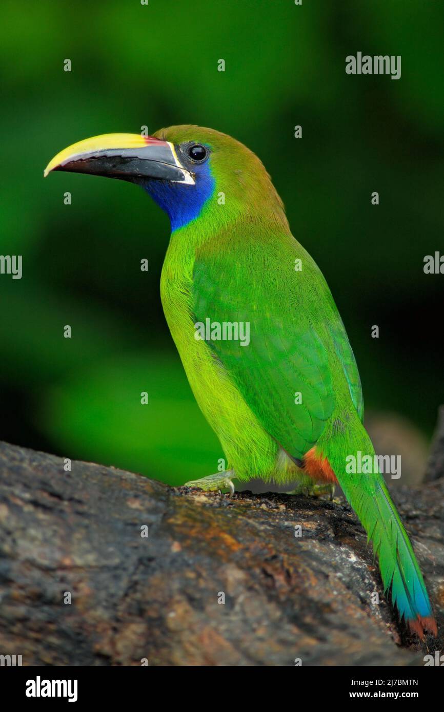 Blaukehltukanet, Aulacorhynchus prasinus, grüner Tukan-Vogel im natürlichen Lebensraum, exotisches Tier im tropischen Wald, Panama Stockfoto