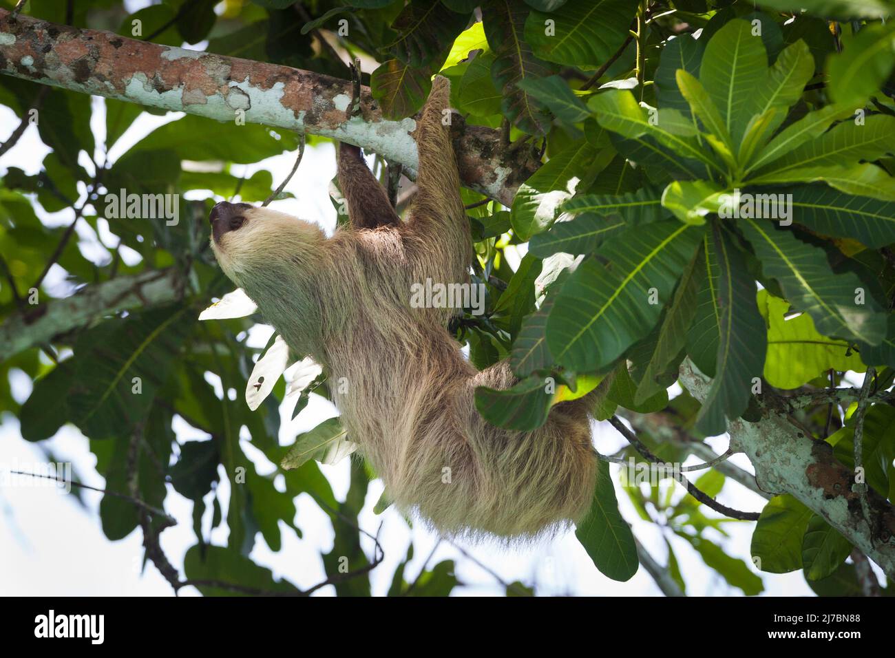 Die Wildnis Panamas mit einem zweizehigen Faultier, Choloepus hoffmanni, im Regenwald des Nationalparks Soberania, Provinz Colon, Republik Panama. Stockfoto